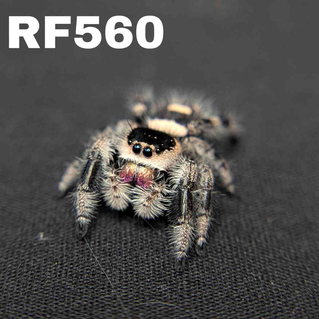 Regal Jumping Spider “Vera”