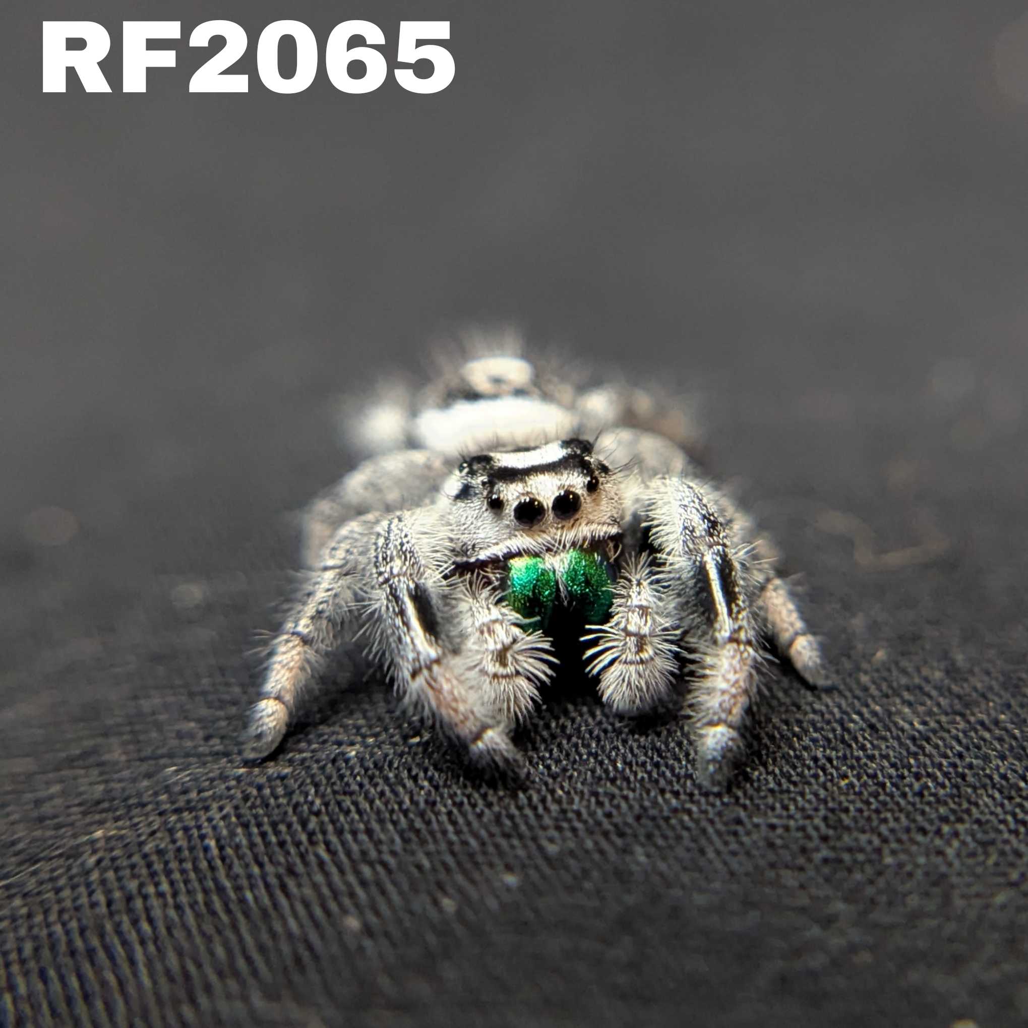 Regal Jumping Spider "Joker" (High White)
