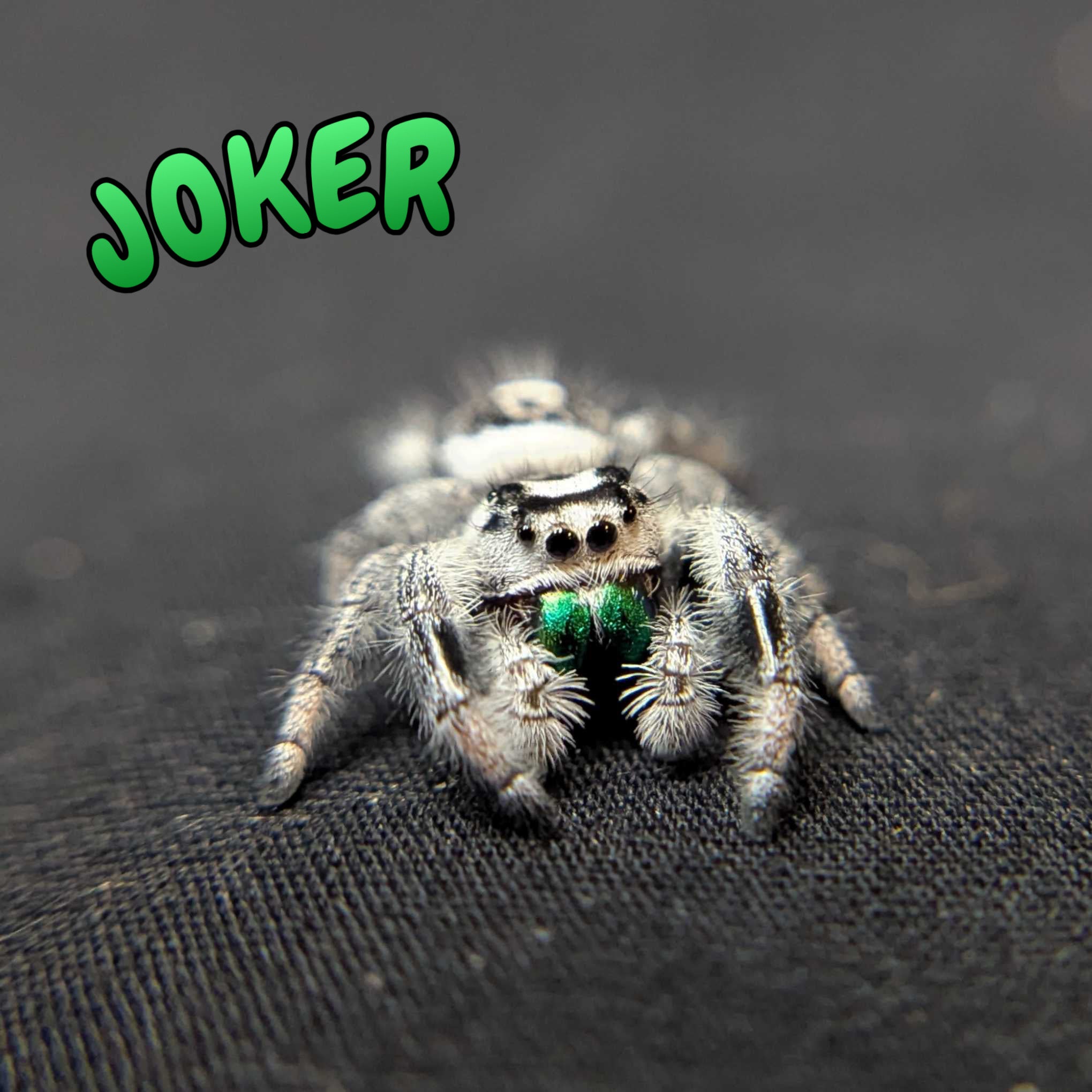 Regal Jumping Spider "Joker" (High White)