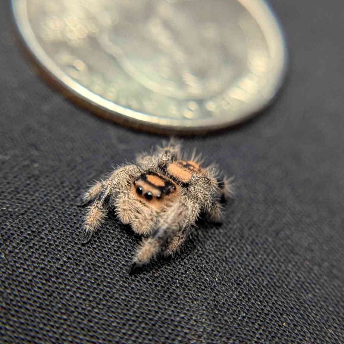 Regal Jumping Spider "Cinders"