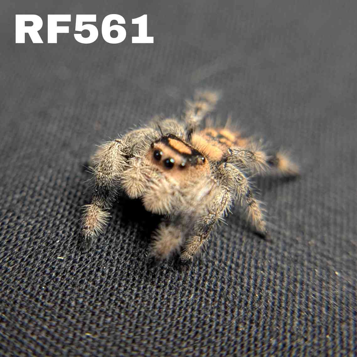 Regal Jumping Spider "Cinders"