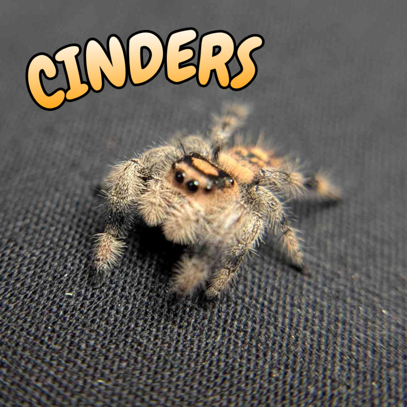 Regal Jumping Spider "Cinders"