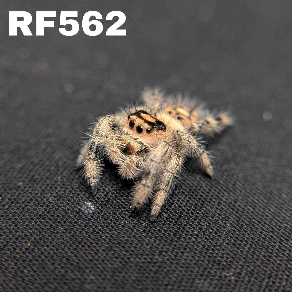 Regal Jumping Spider "Spicy"