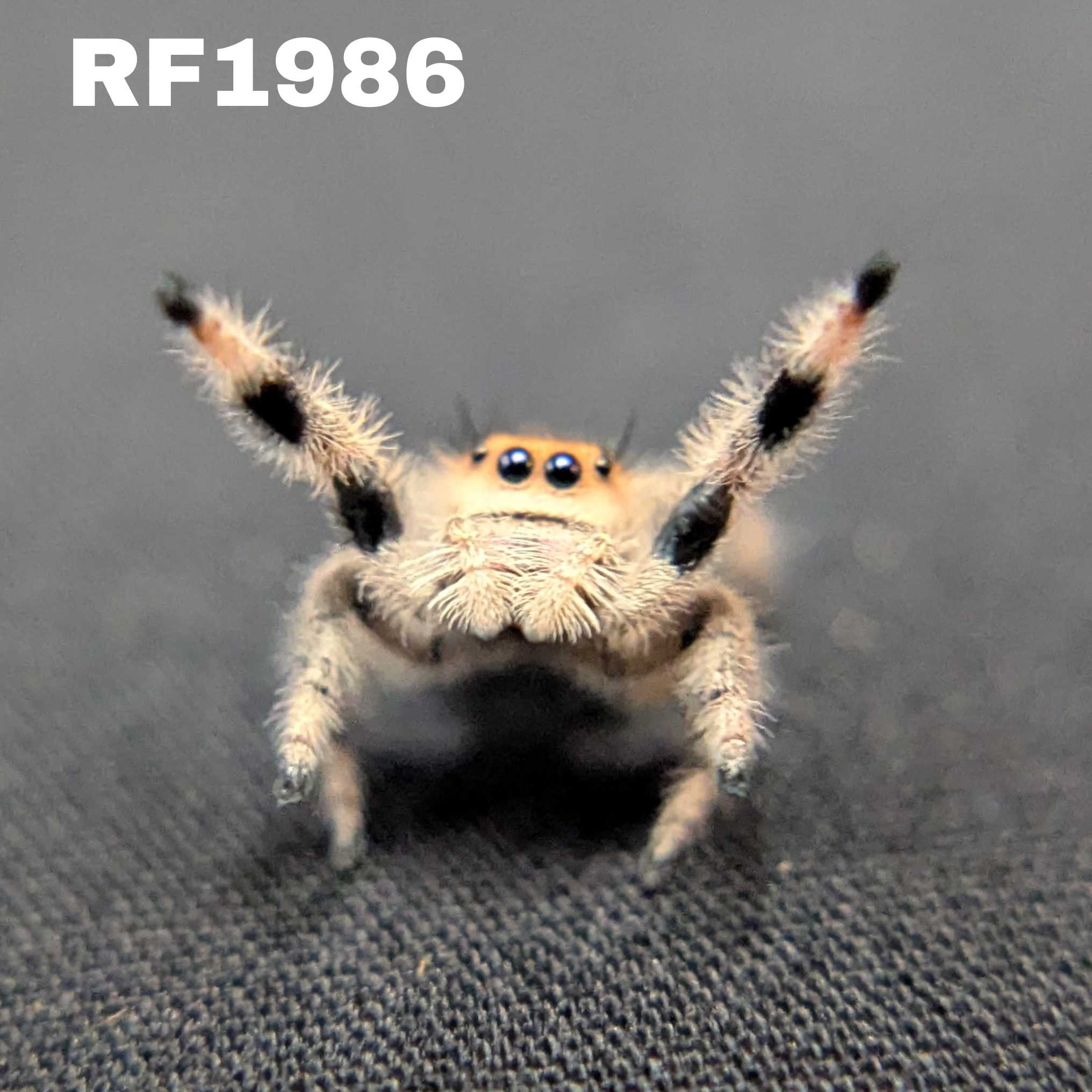 Regal Jumping Spider “Pyra”