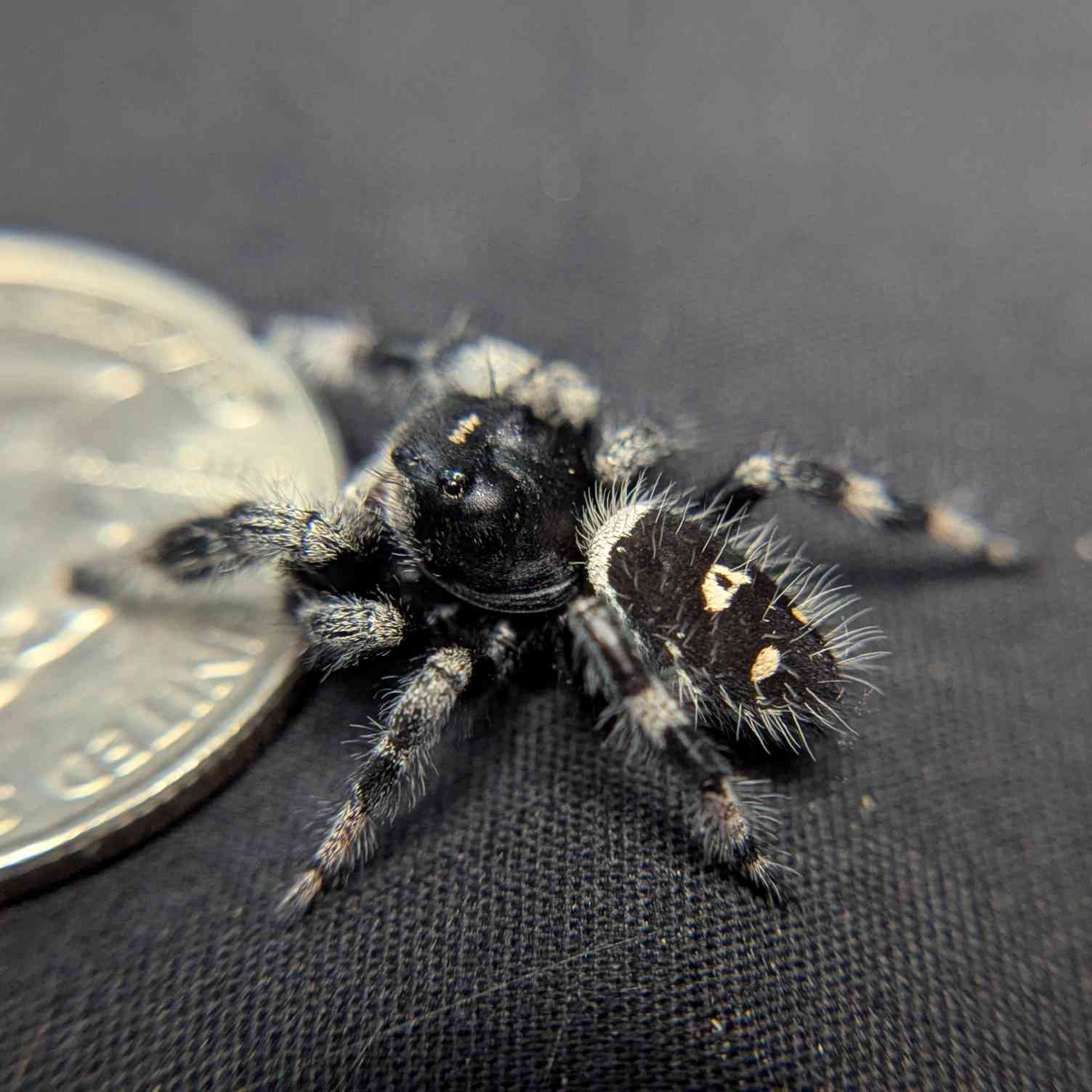 Regal Jumping Spider "Ambrimyst"