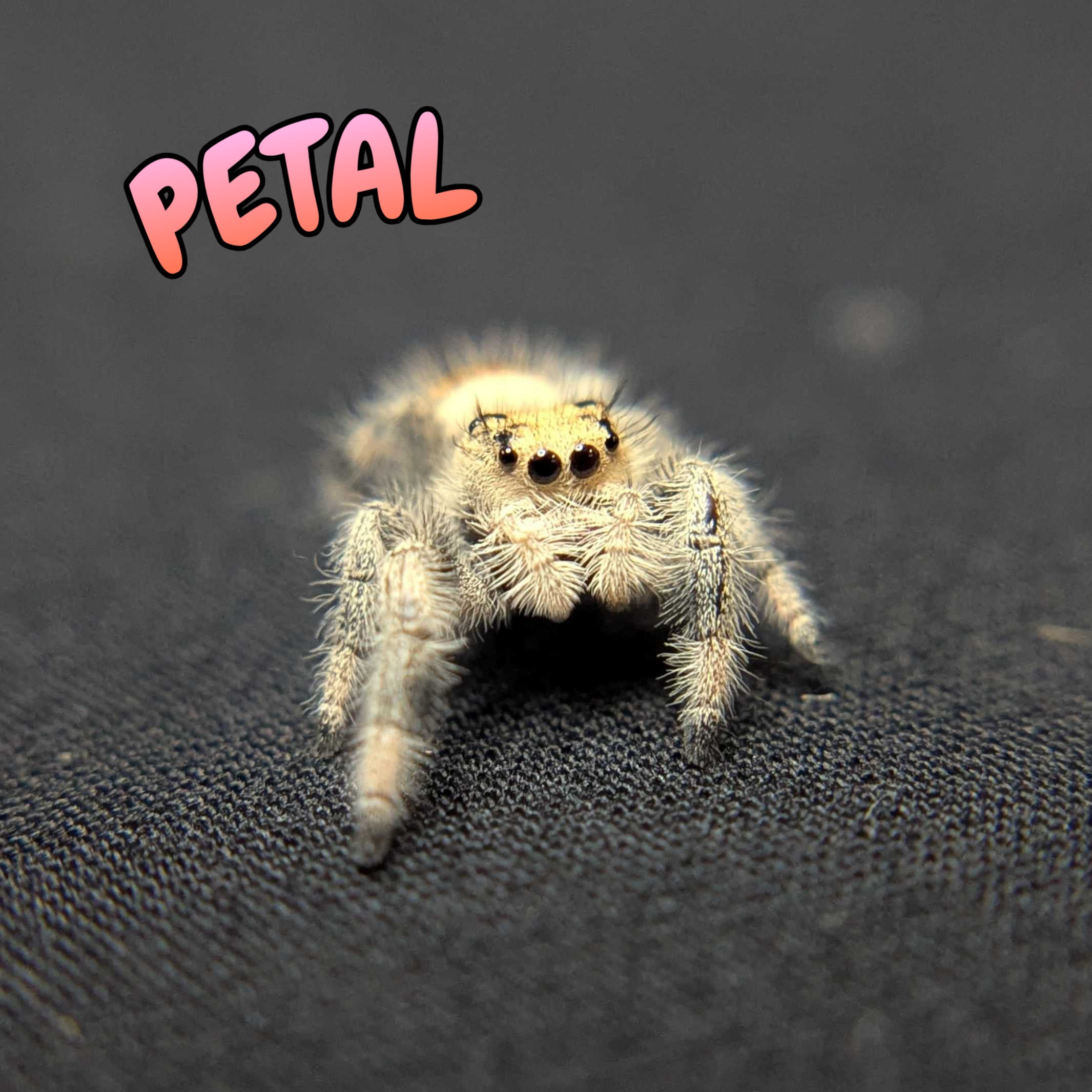 Regal Jumping Spider “Petal”