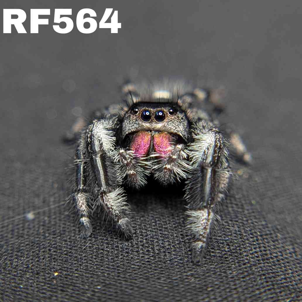 Regal Jumping Spider "Darkness"