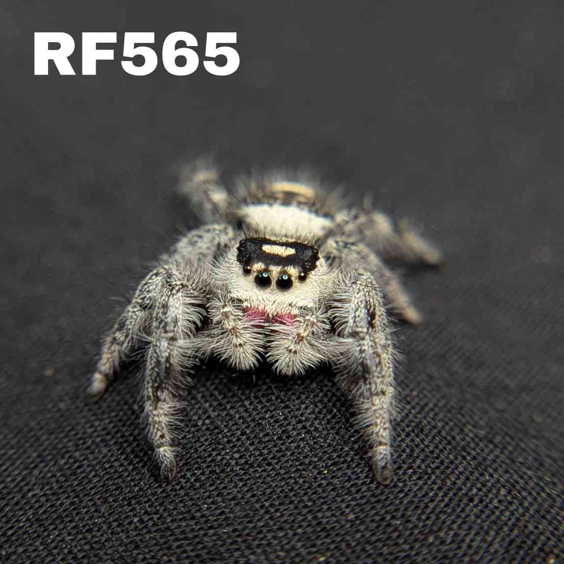 Regal Jumping Spider "Raspberry"