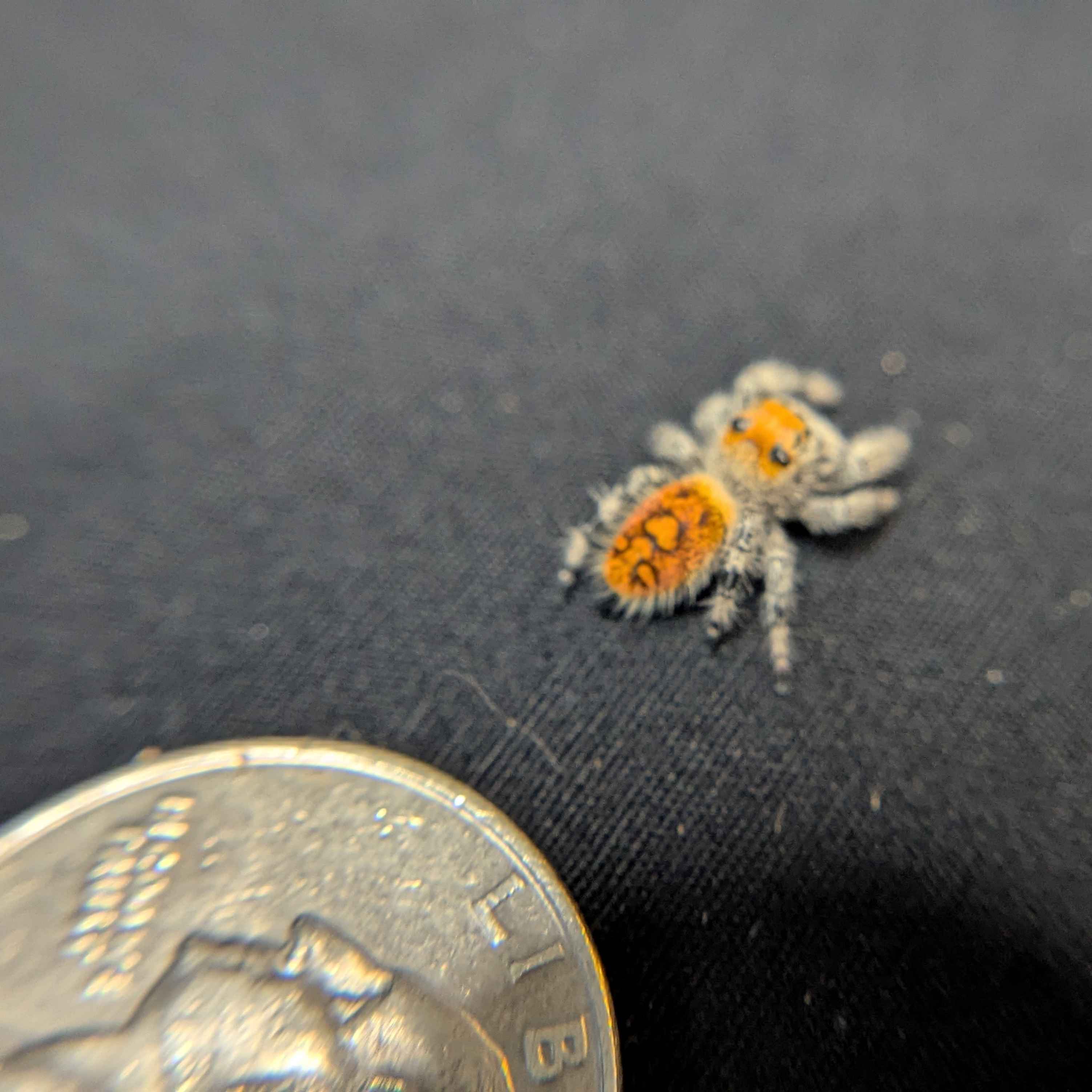 Regal Jumping Spider "Yam"