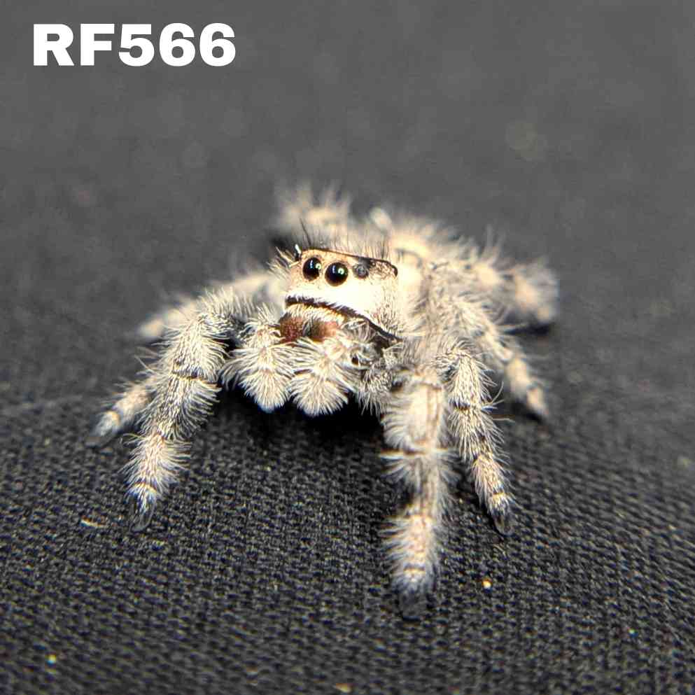 Regal Jumping Spider "Khaki"
