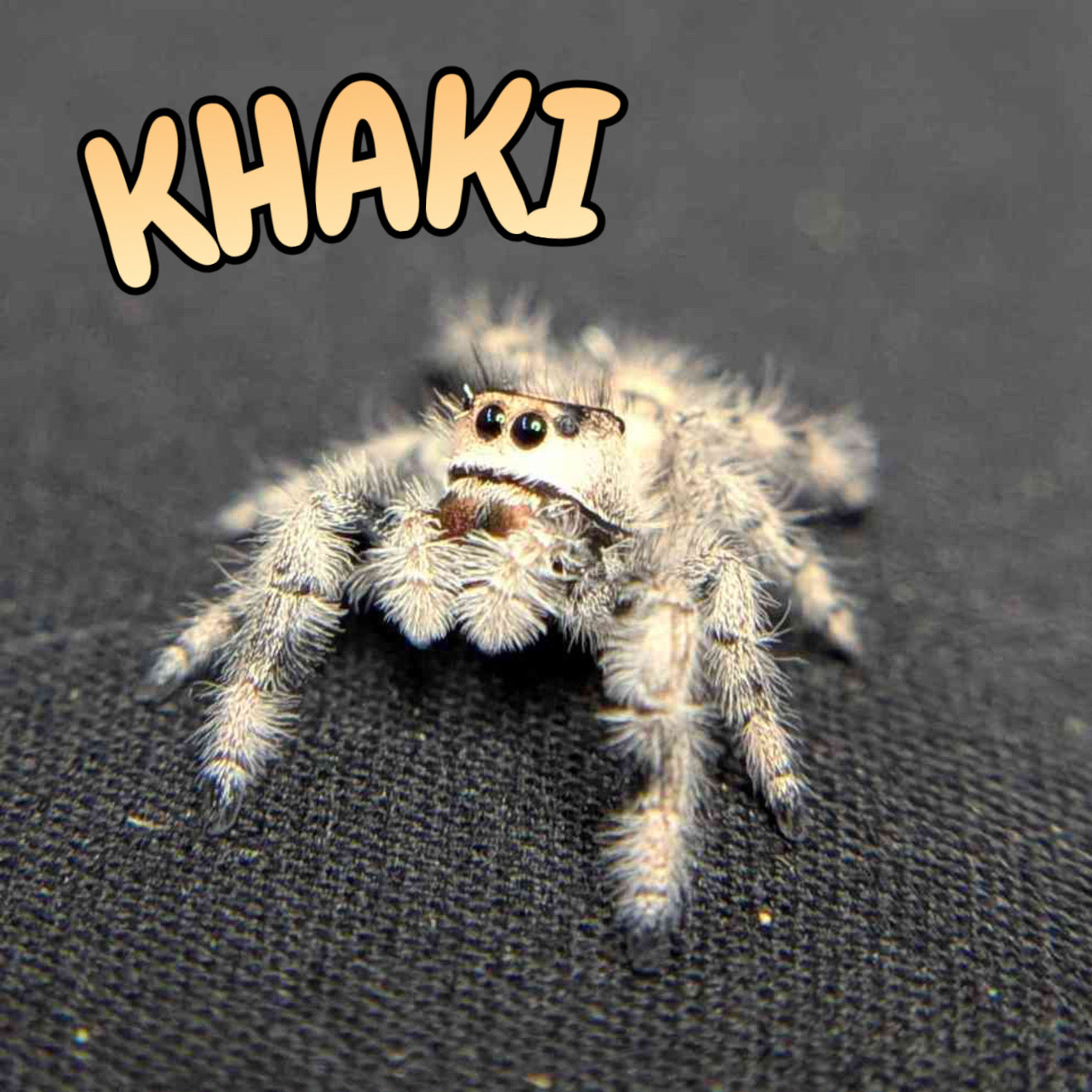 Regal Jumping Spider "Khaki"