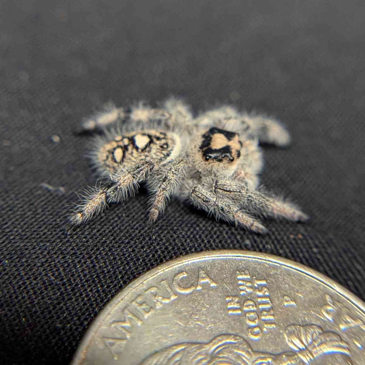 Regal Jumping Spider "Sprinkle"
