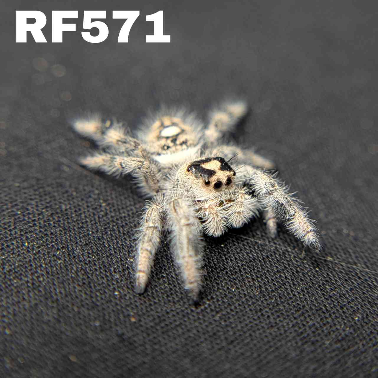 Regal Jumping Spider "Sprinkle"