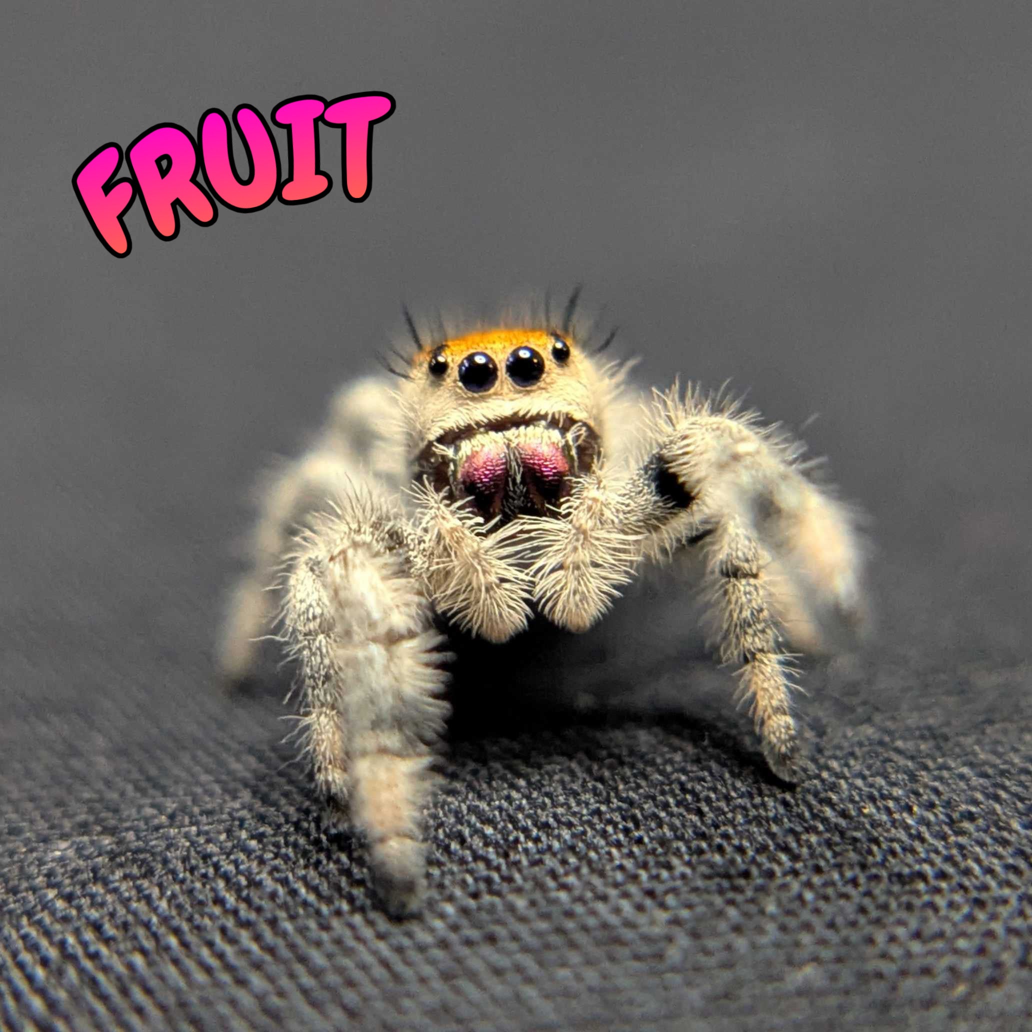 Regal Jumping Spider "Fruit"