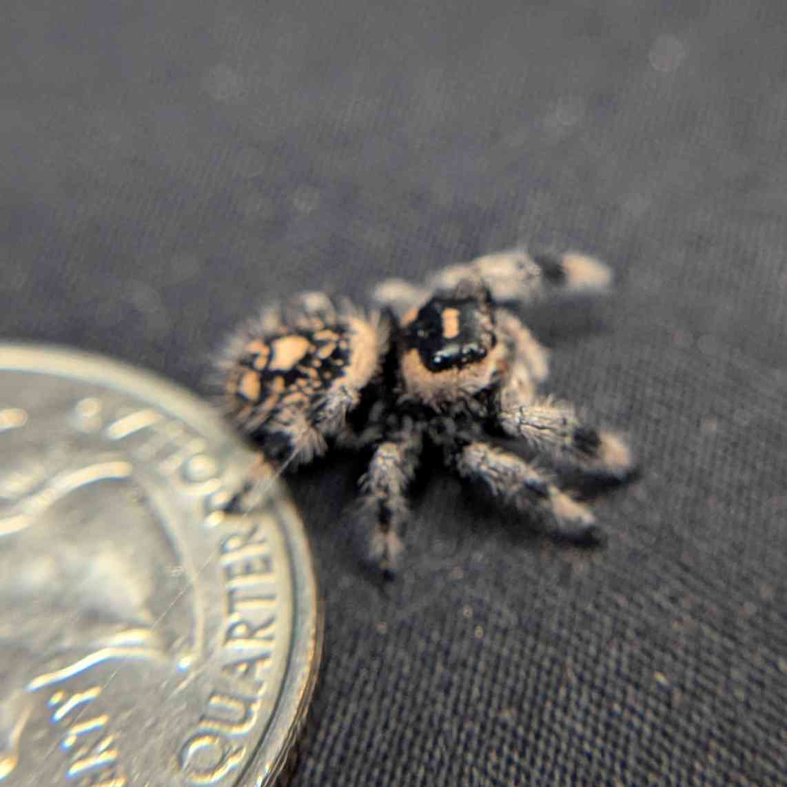 Regal Jumping Spider "Coffee"