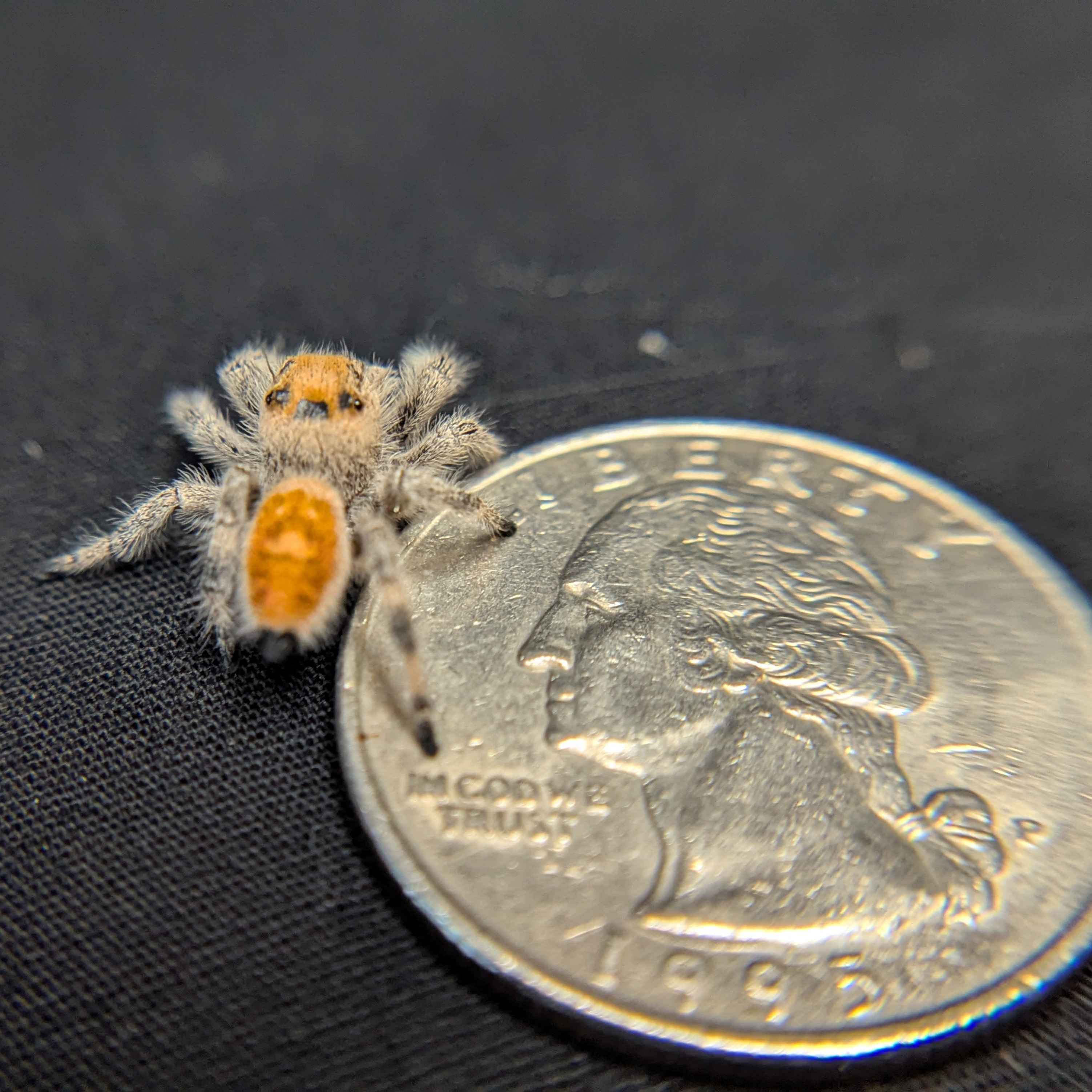Regal Jumping Spider "Honey"