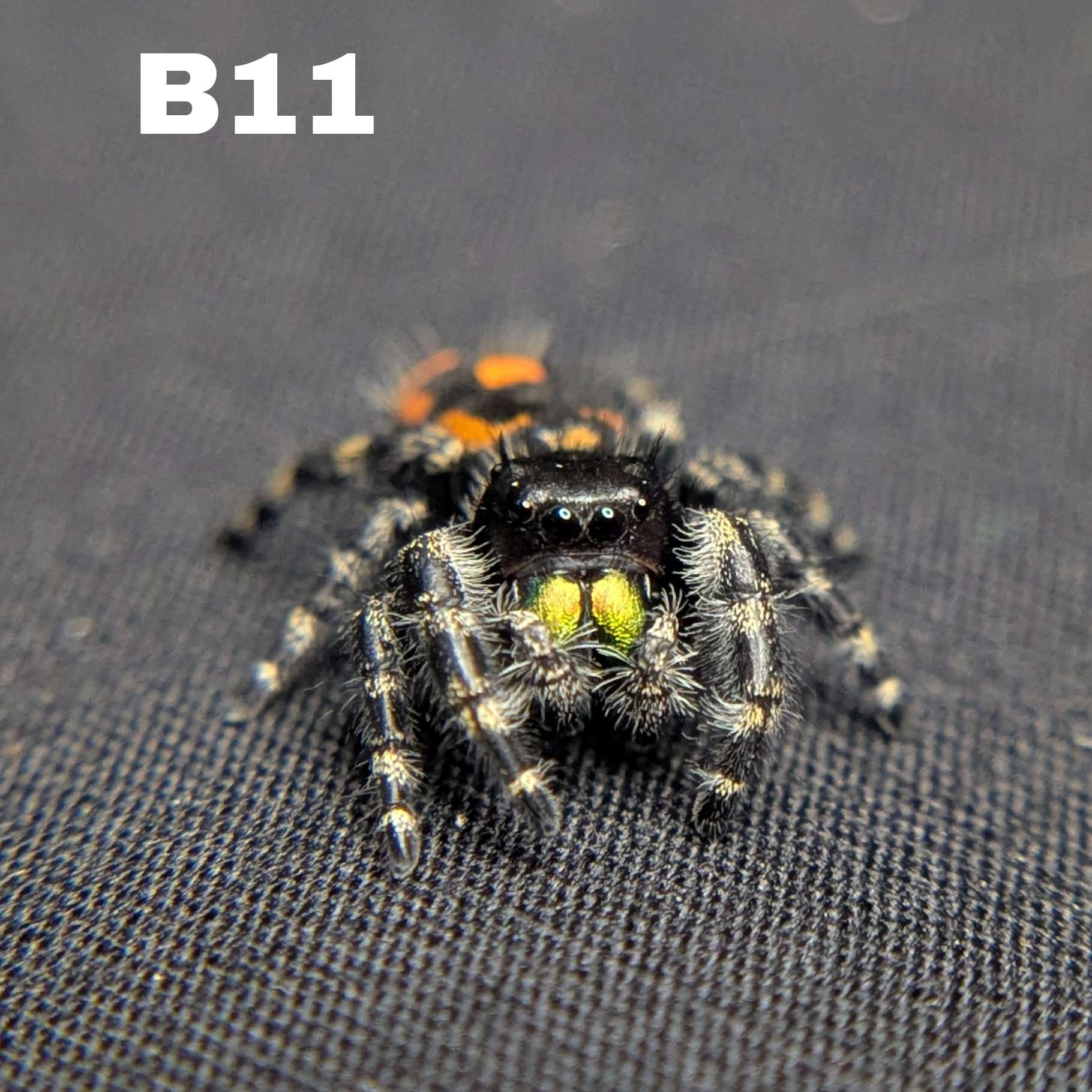 Audax Bryantae Jumping Spider "Sunflower"