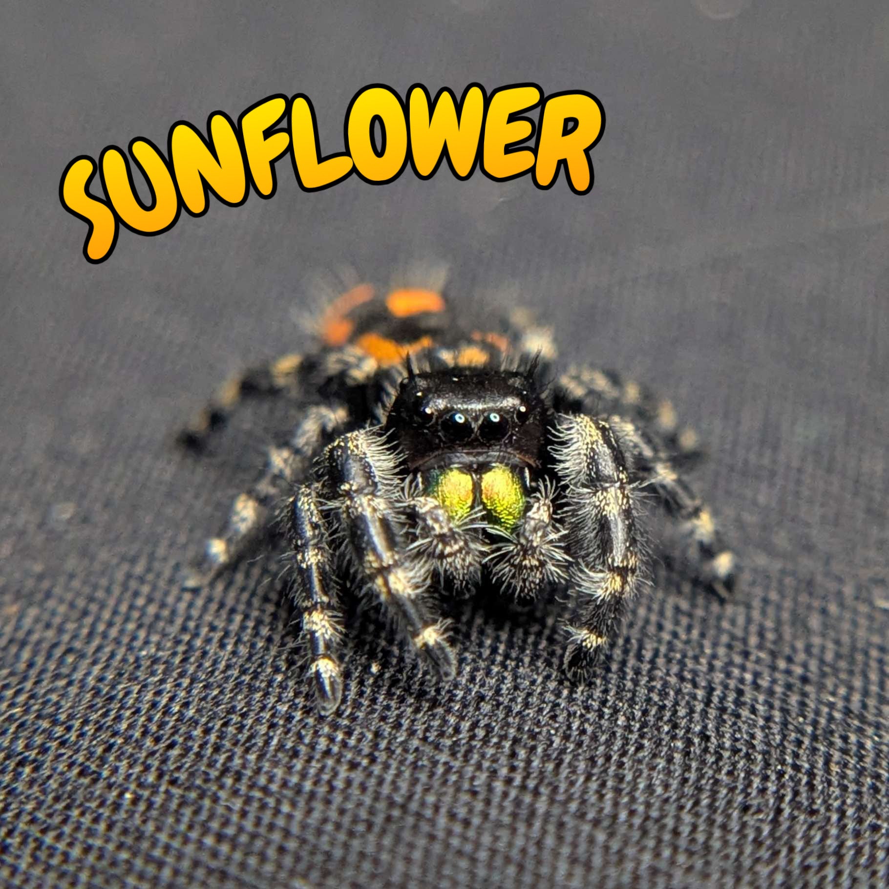 Audax Bryantae Jumping Spider "Sunflower"