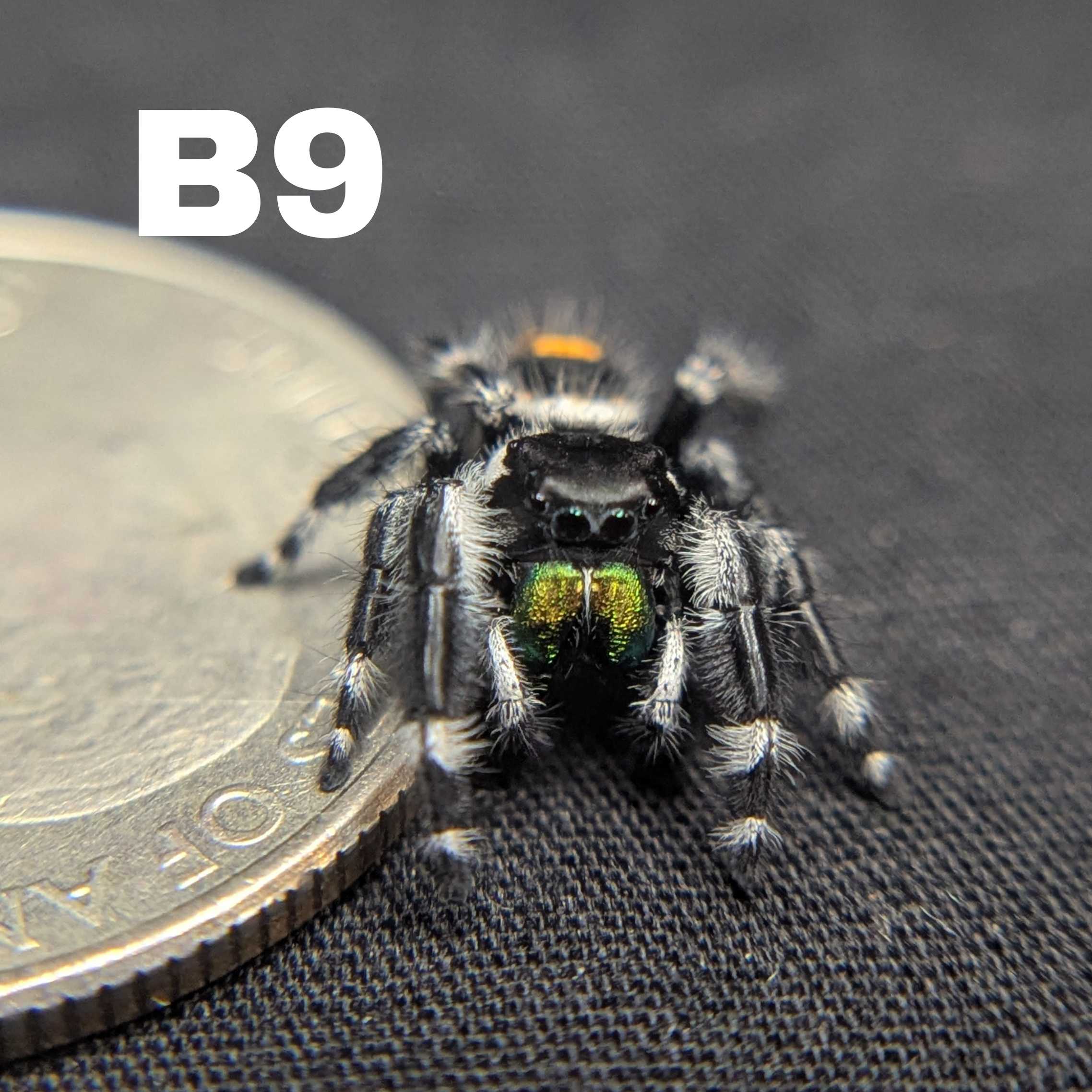 Audax Bryantae Jumping Spider "Journey"