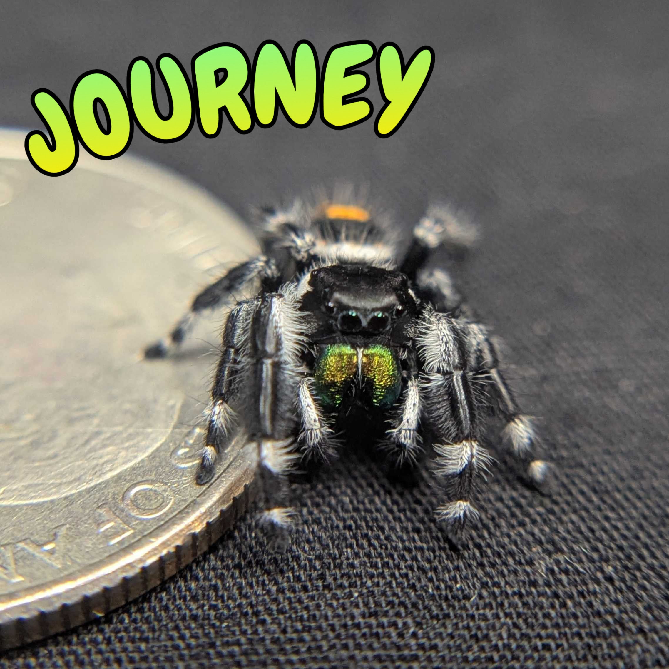 Audax Bryantae Jumping Spider "Journey"