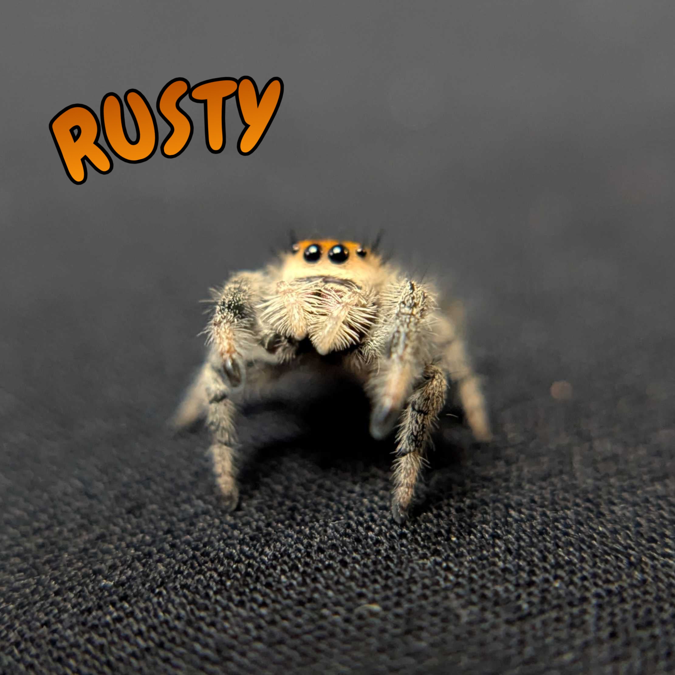 Regal Jumping Spider "Rusty"