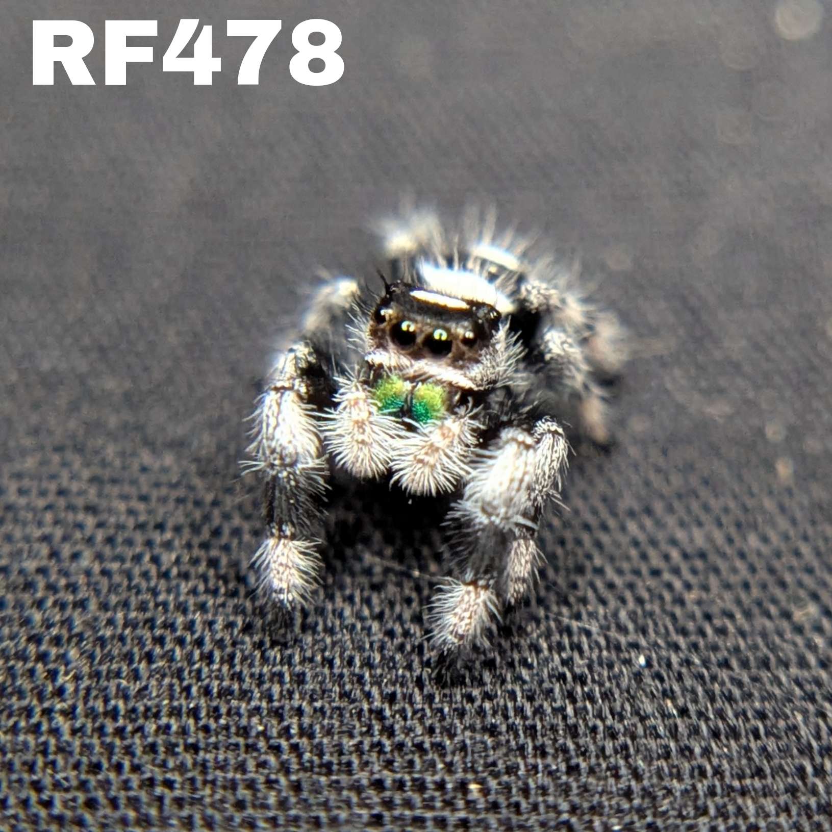 Male Regal Jumping Spider "Moon"