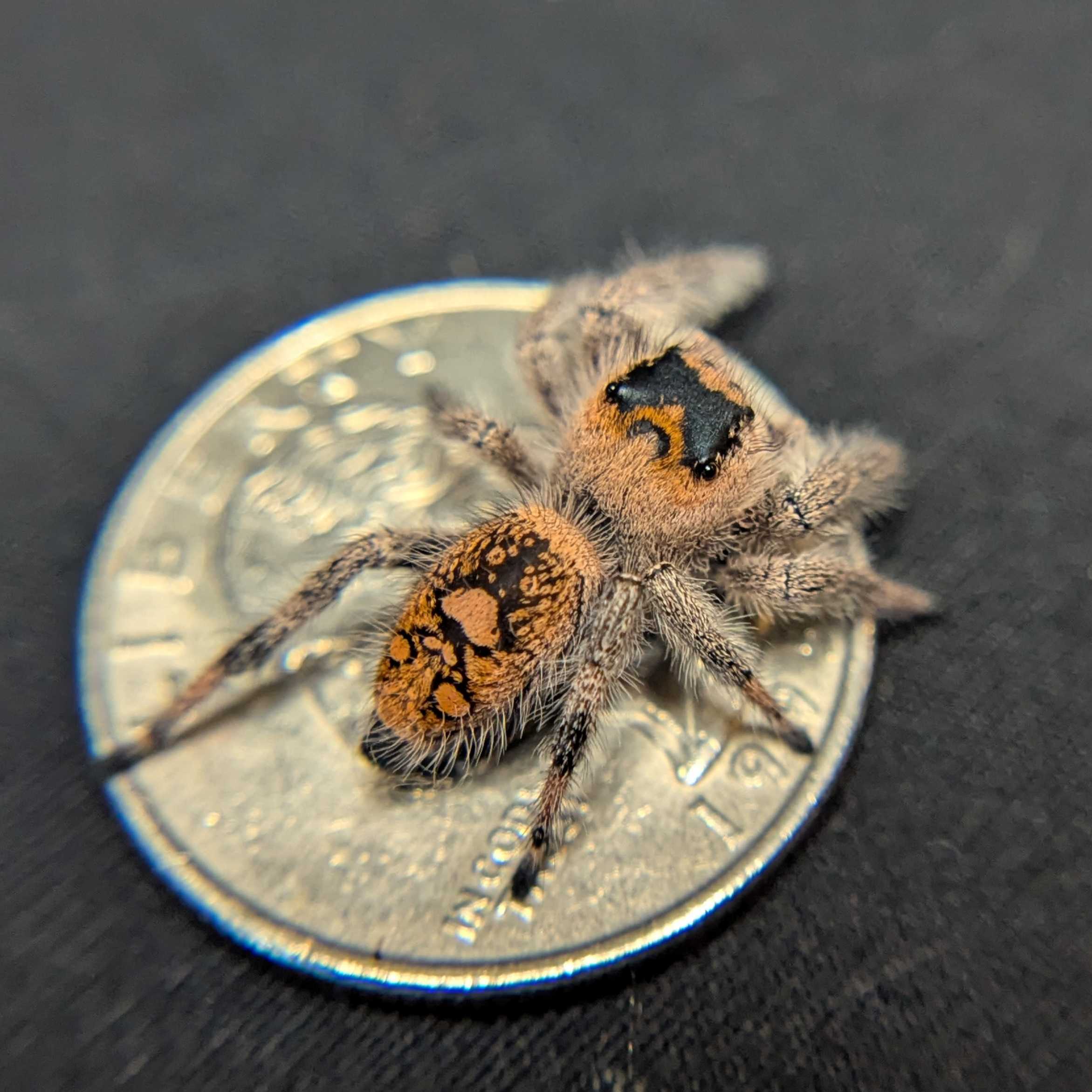Regal Jumping Spider "Rachel"