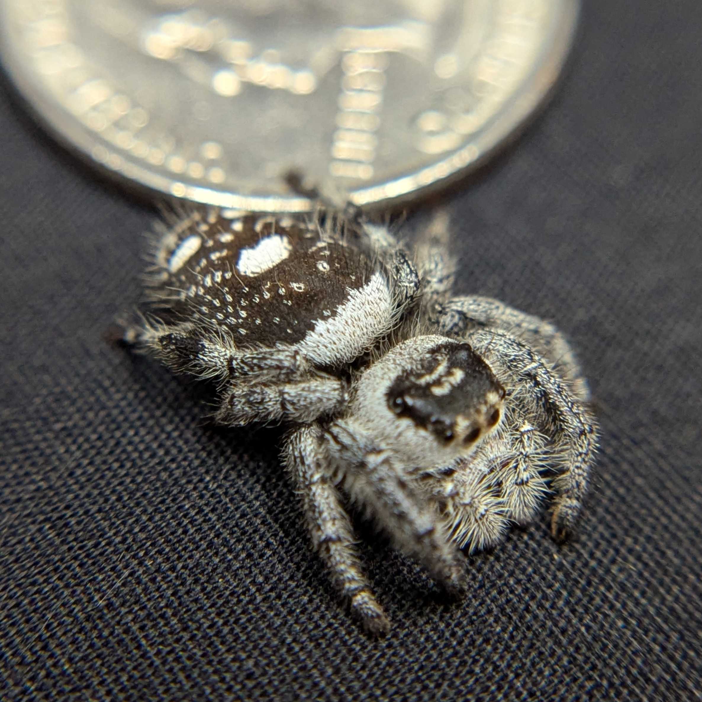 Regal Jumping Spider "Vanilla Bean”