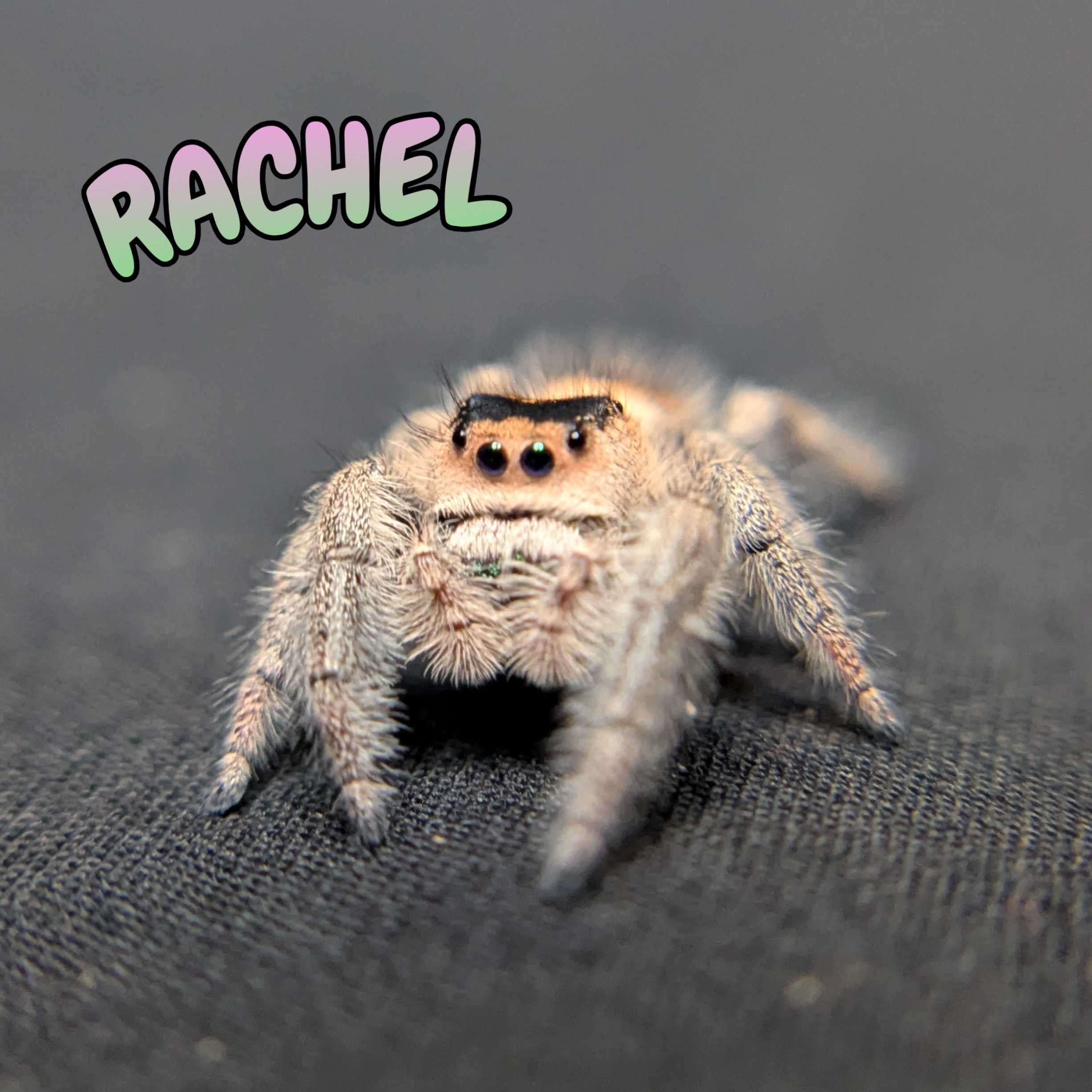 Regal Jumping Spider "Rachel"