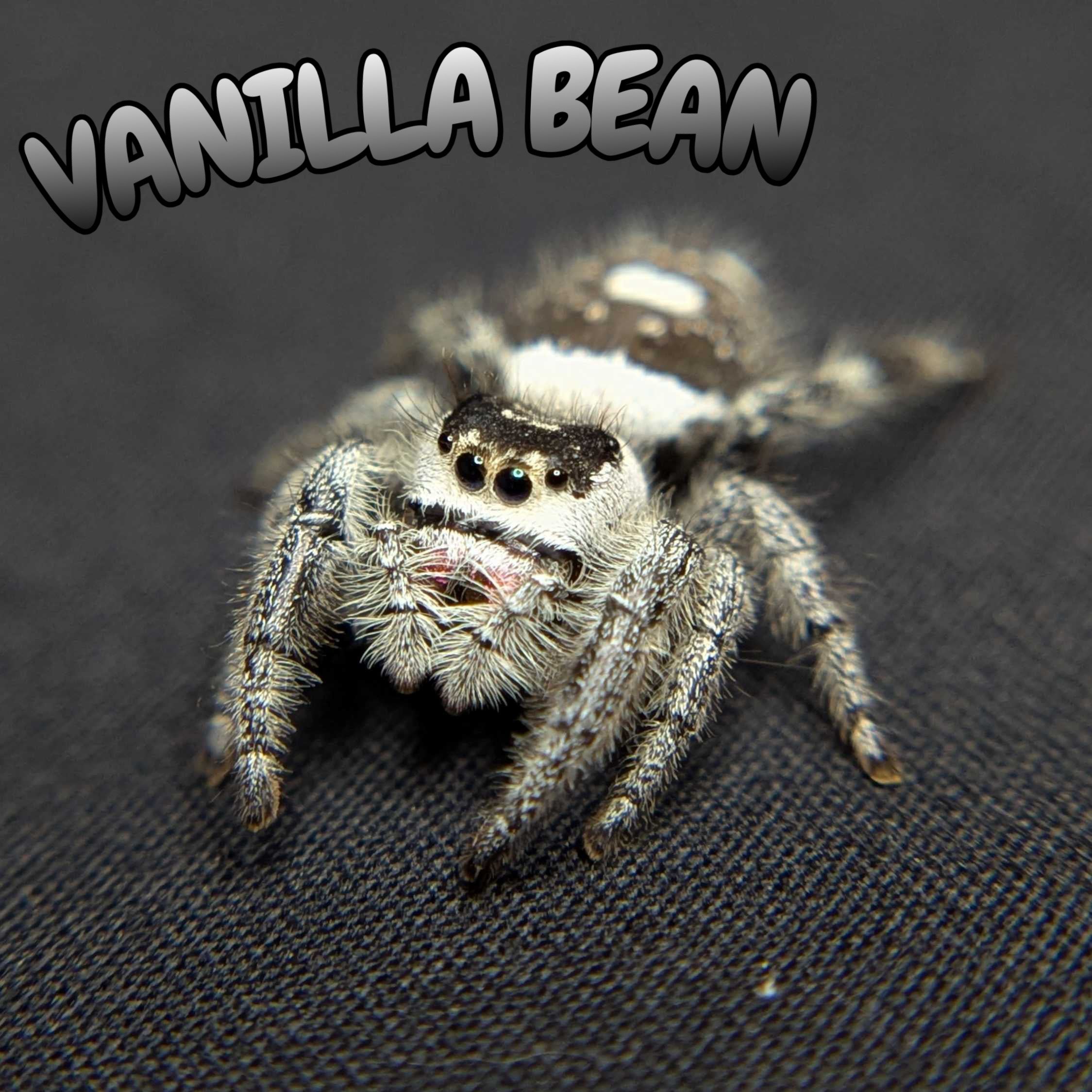 Regal Jumping Spider "Vanilla Bean”