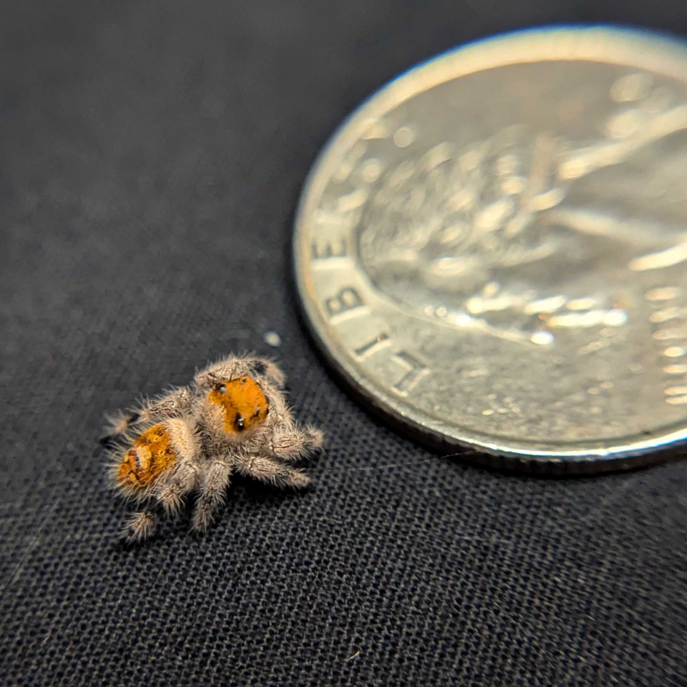 Regal Jumping Spider "Ember"