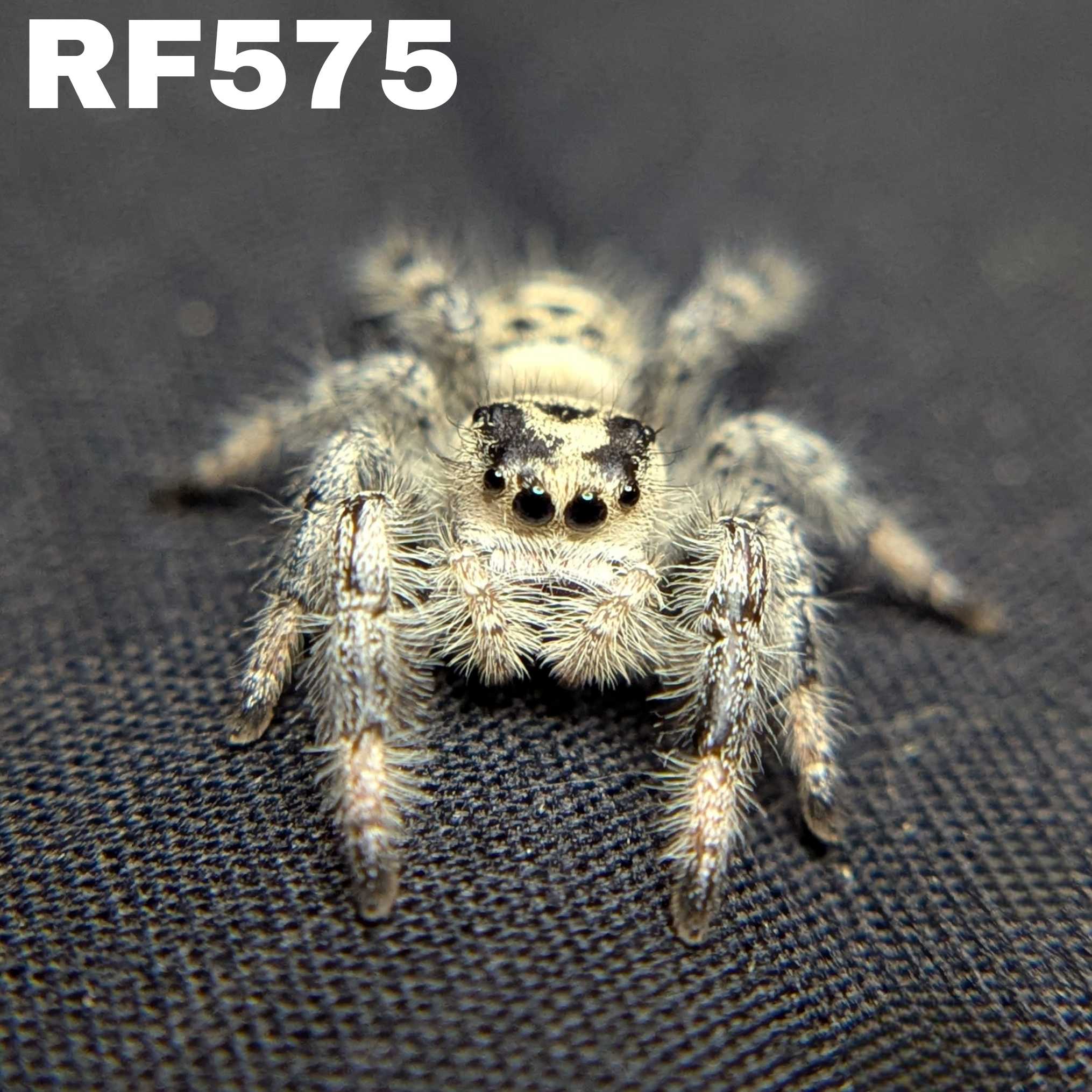 Regal Jumping Spider "Bunny"
