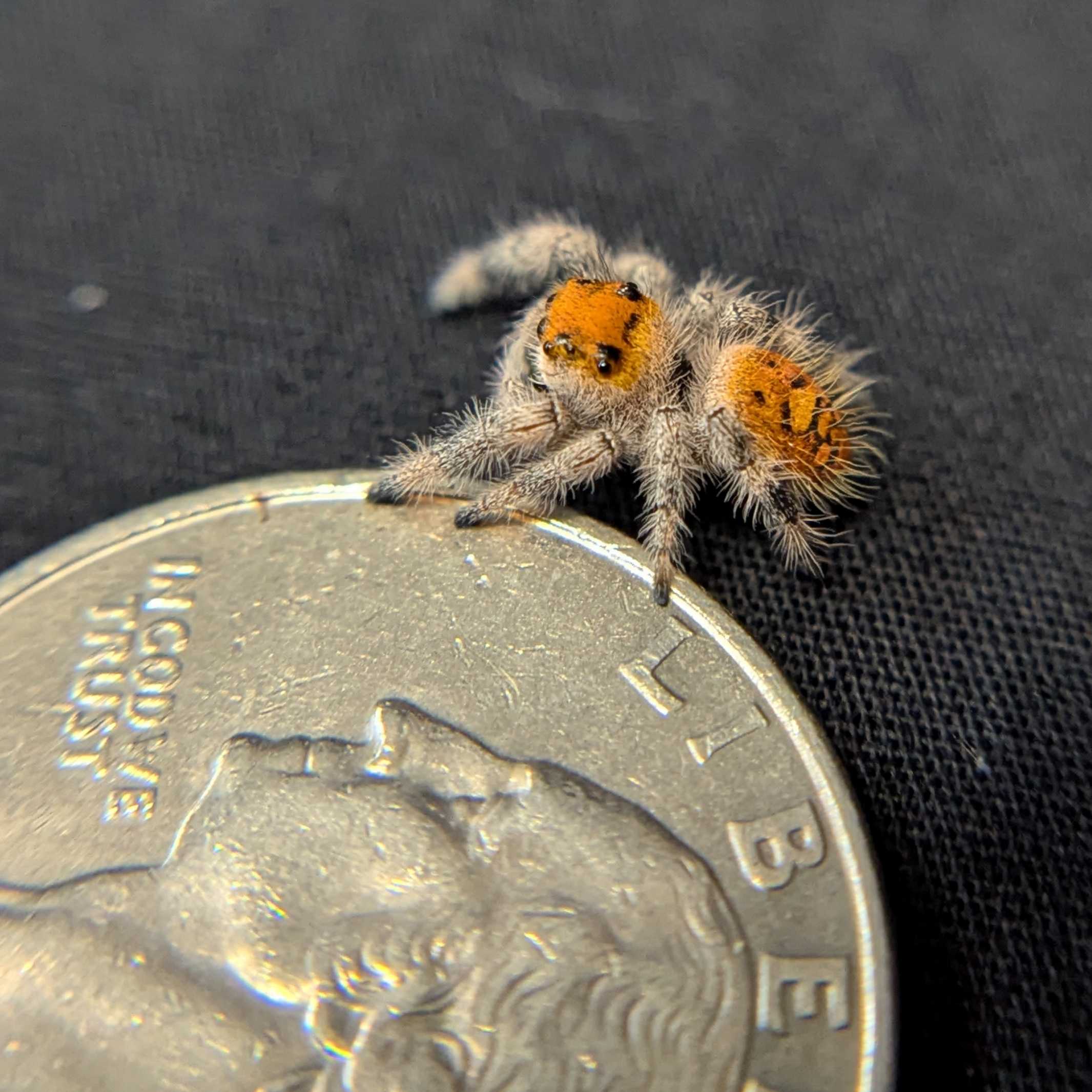 Regal Jumping Spider "Cheeto"