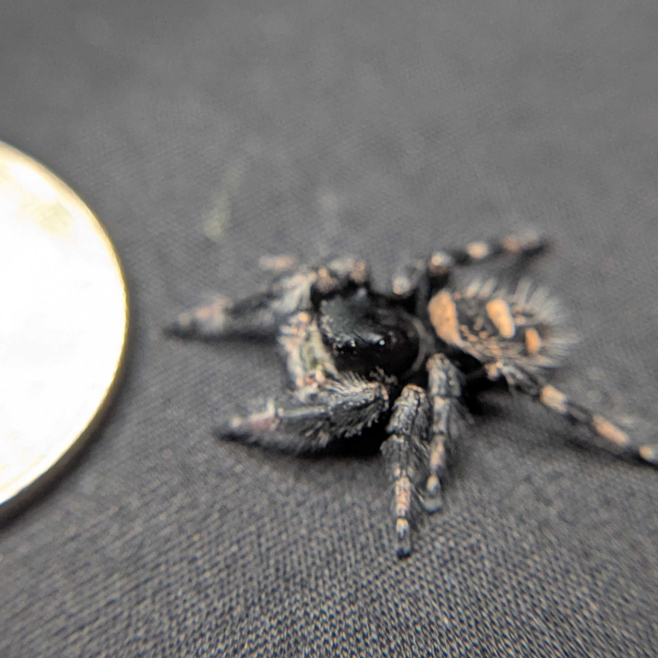 Regal Jumping Spider "Star"