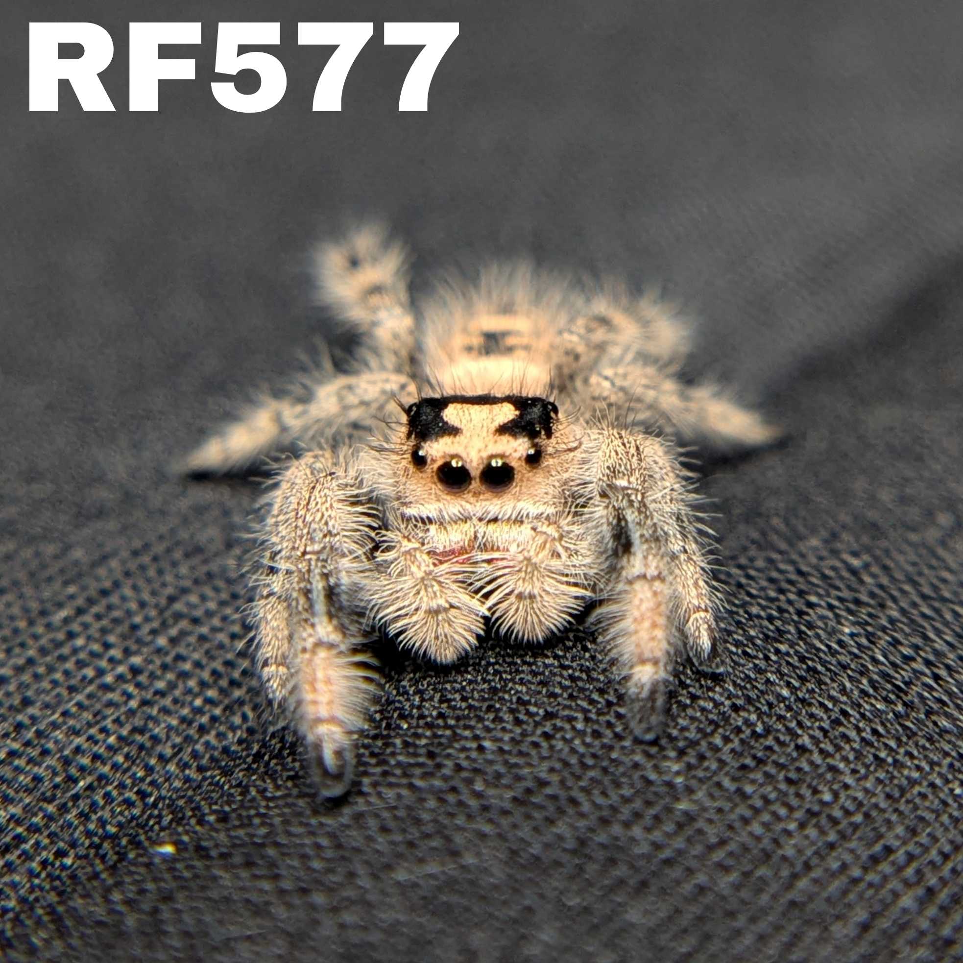 Regal Jumping Spider "Waffle"