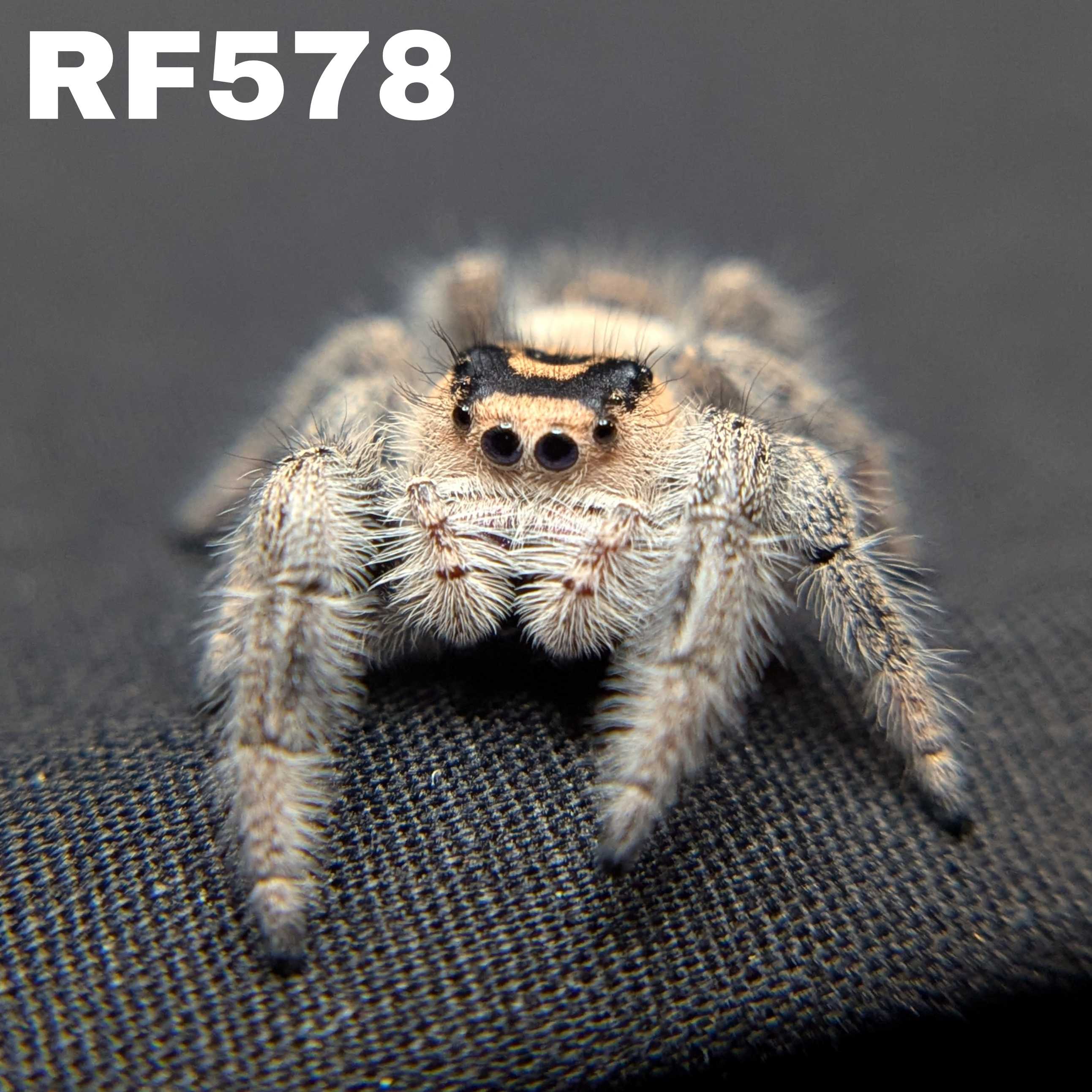 Regal Jumping Spider "Smoothie"