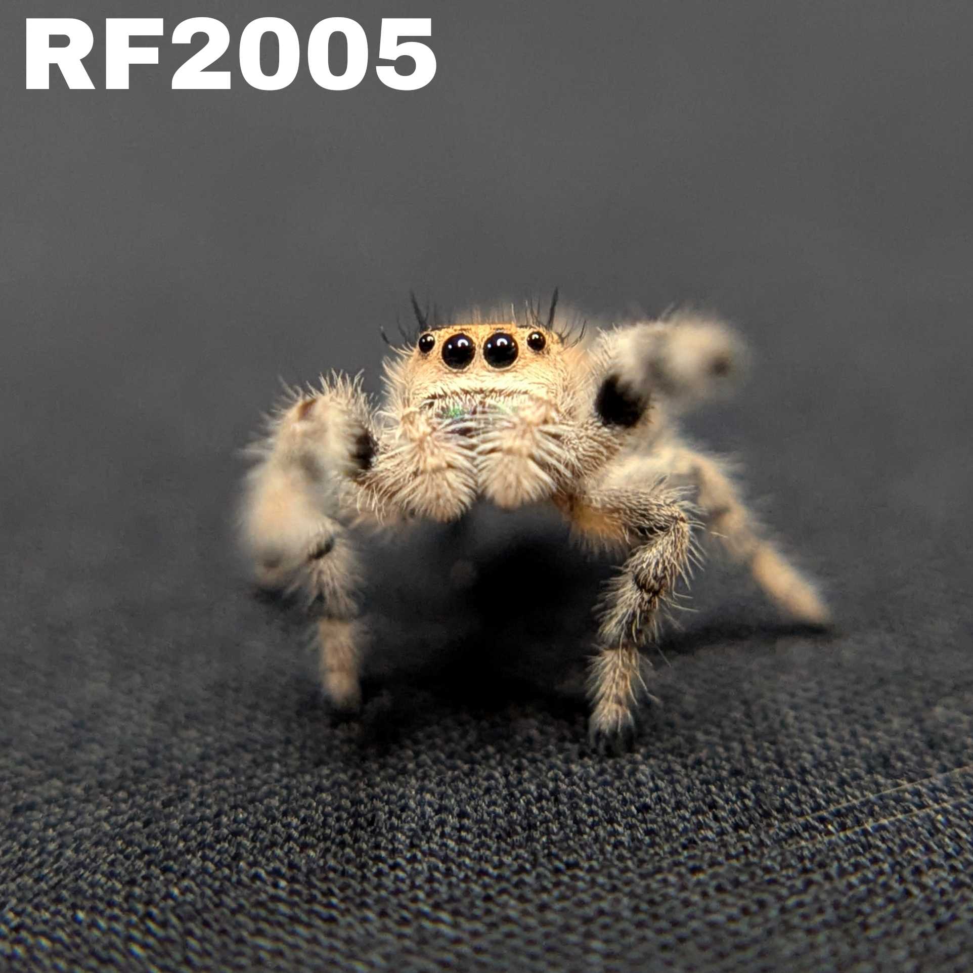Regal Jumping Spider "Sunday"