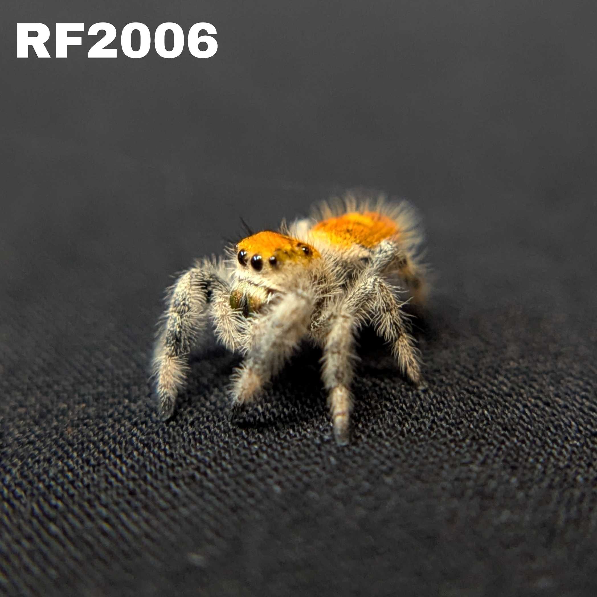 Regal Jumping Spider “Penny”