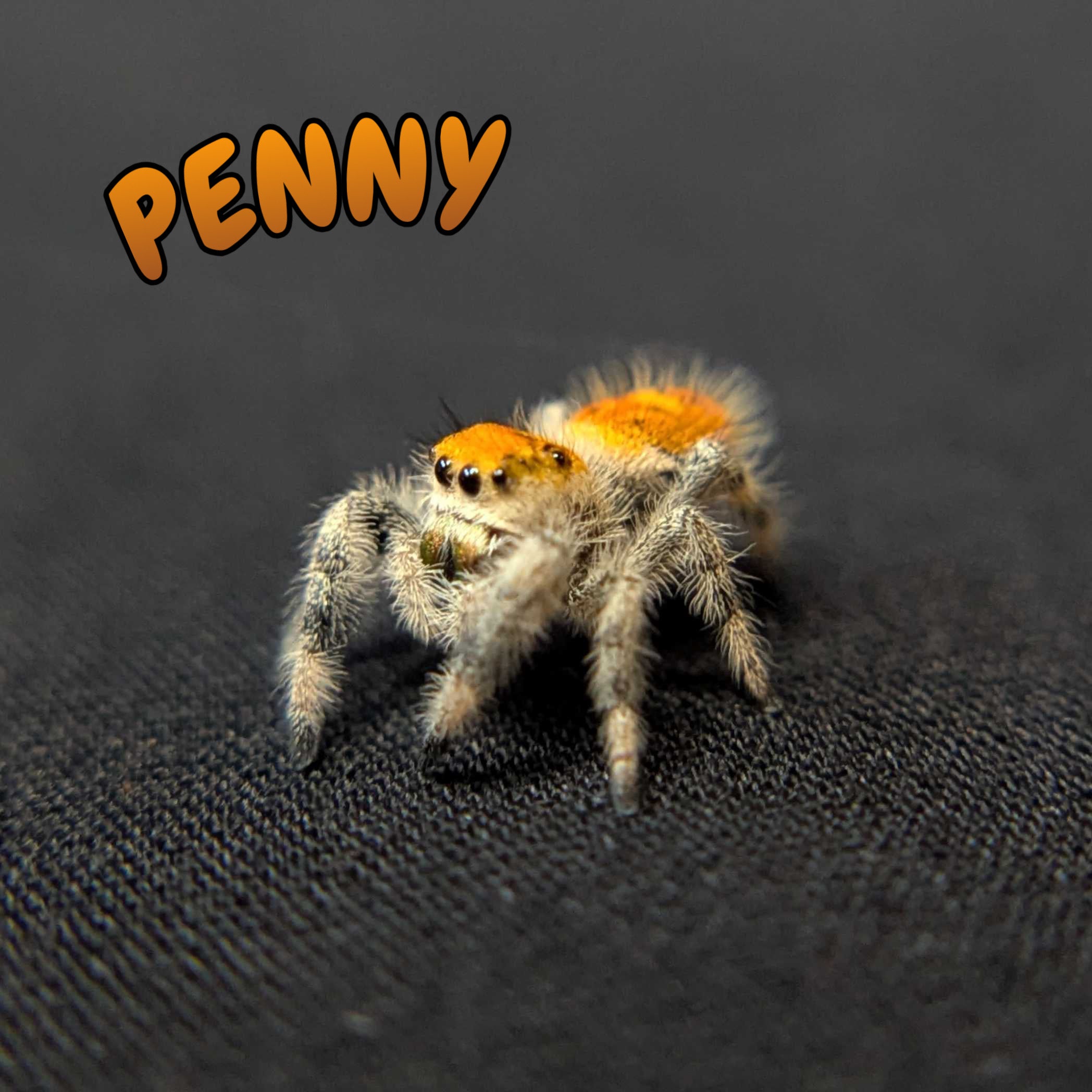 Regal Jumping Spider “Penny”