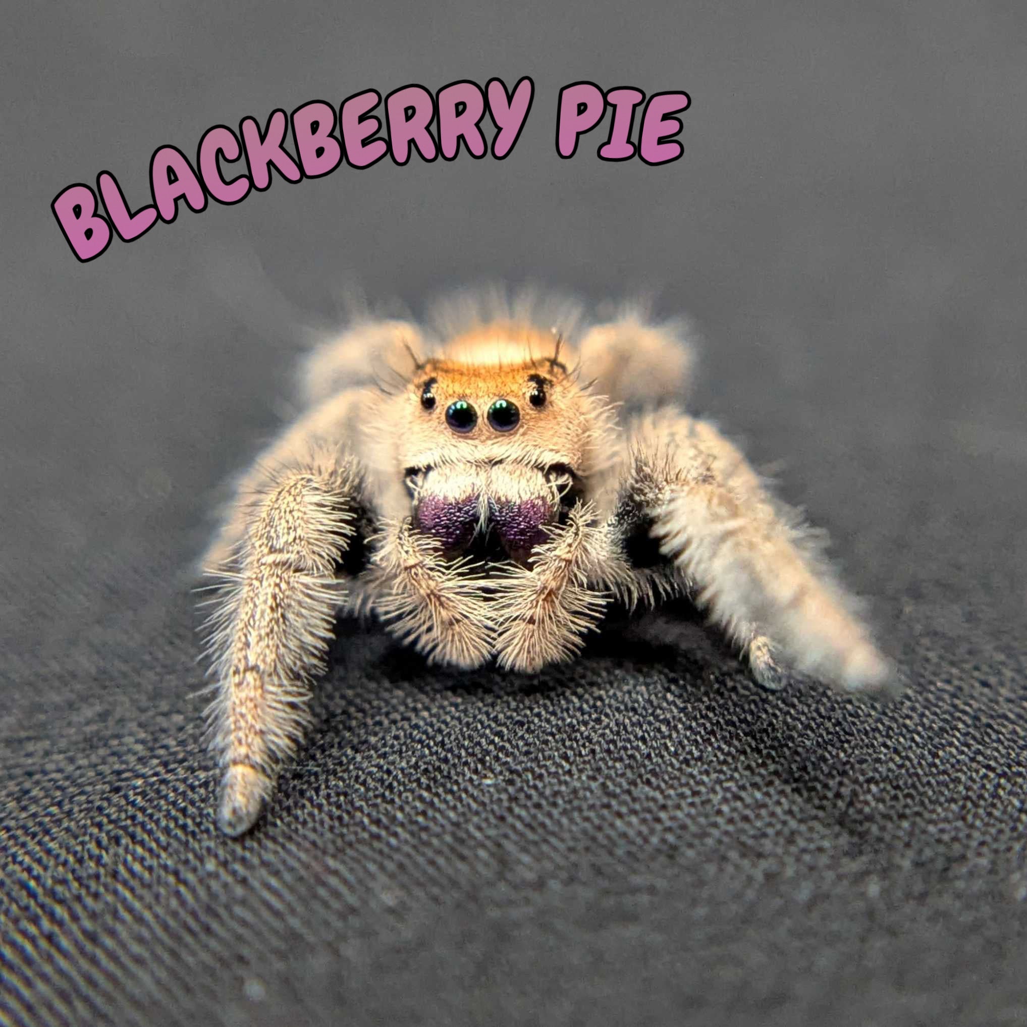 Regal Jumping Spider “Blackberry Pie”