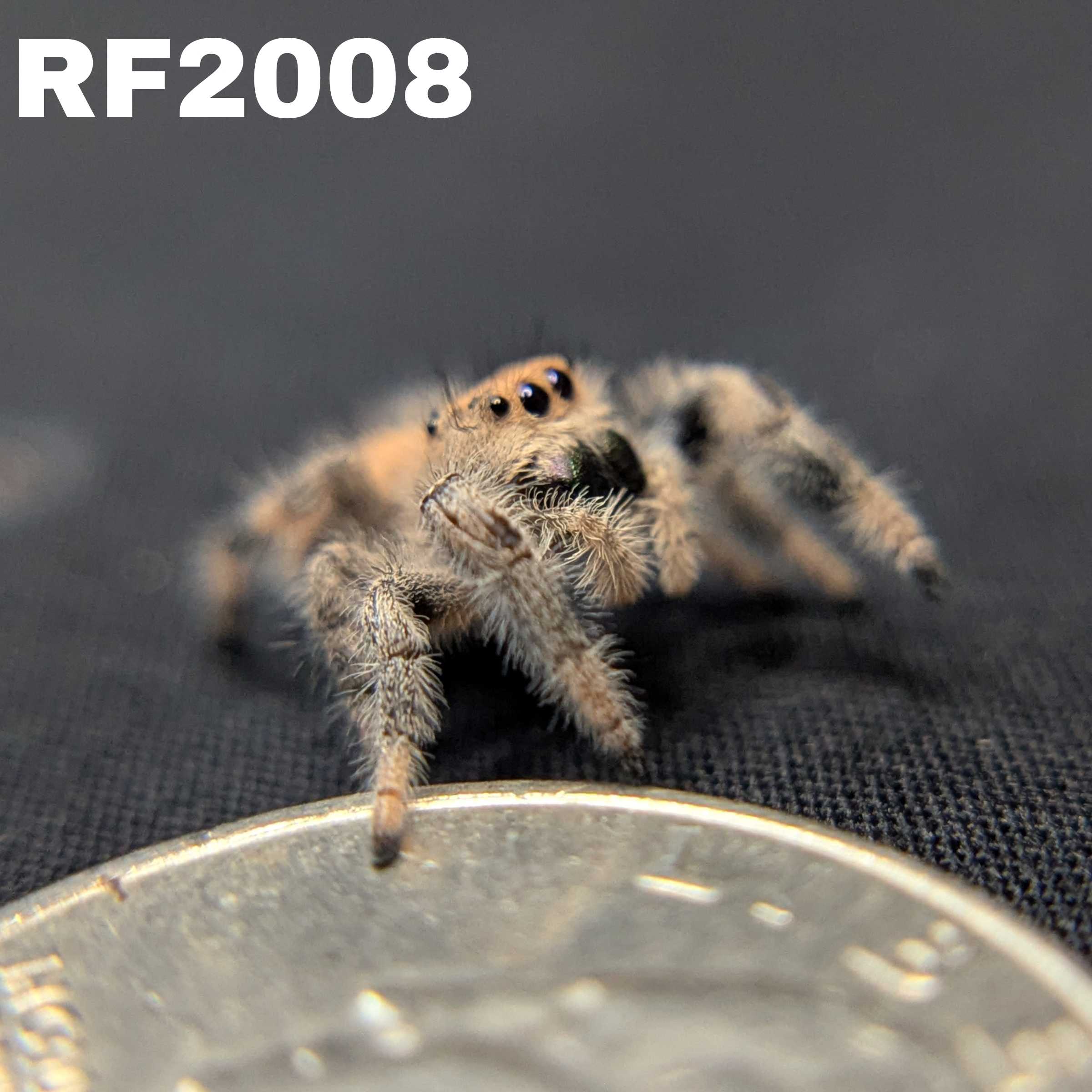 Regal Jumping Spider "Khaki"