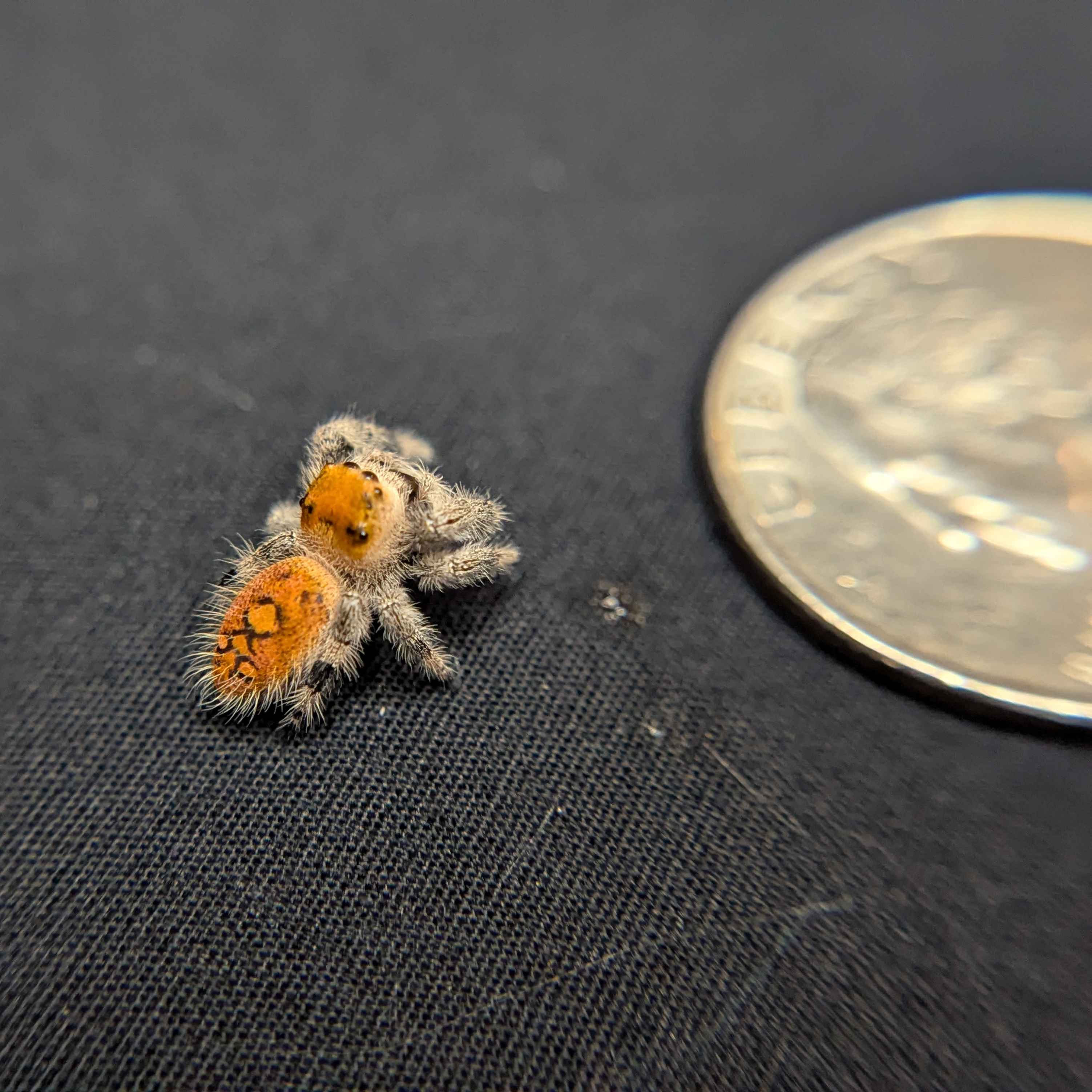 Regal Jumping Spider "Fig"