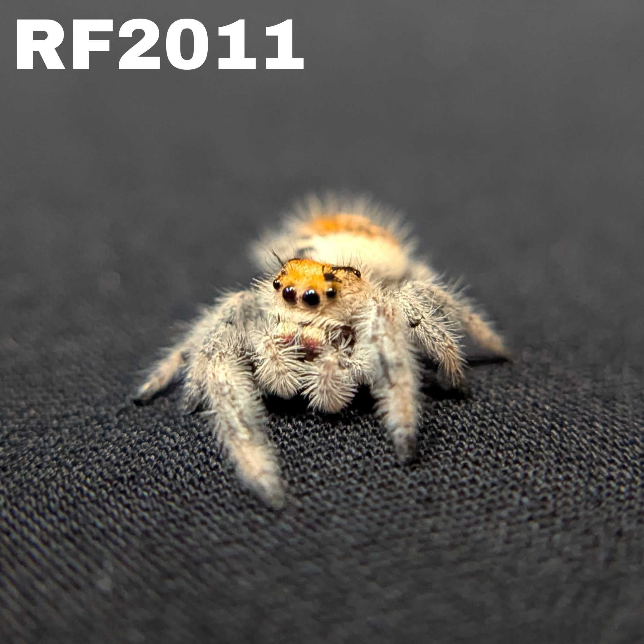 Regal Jumping Spider “Solara”