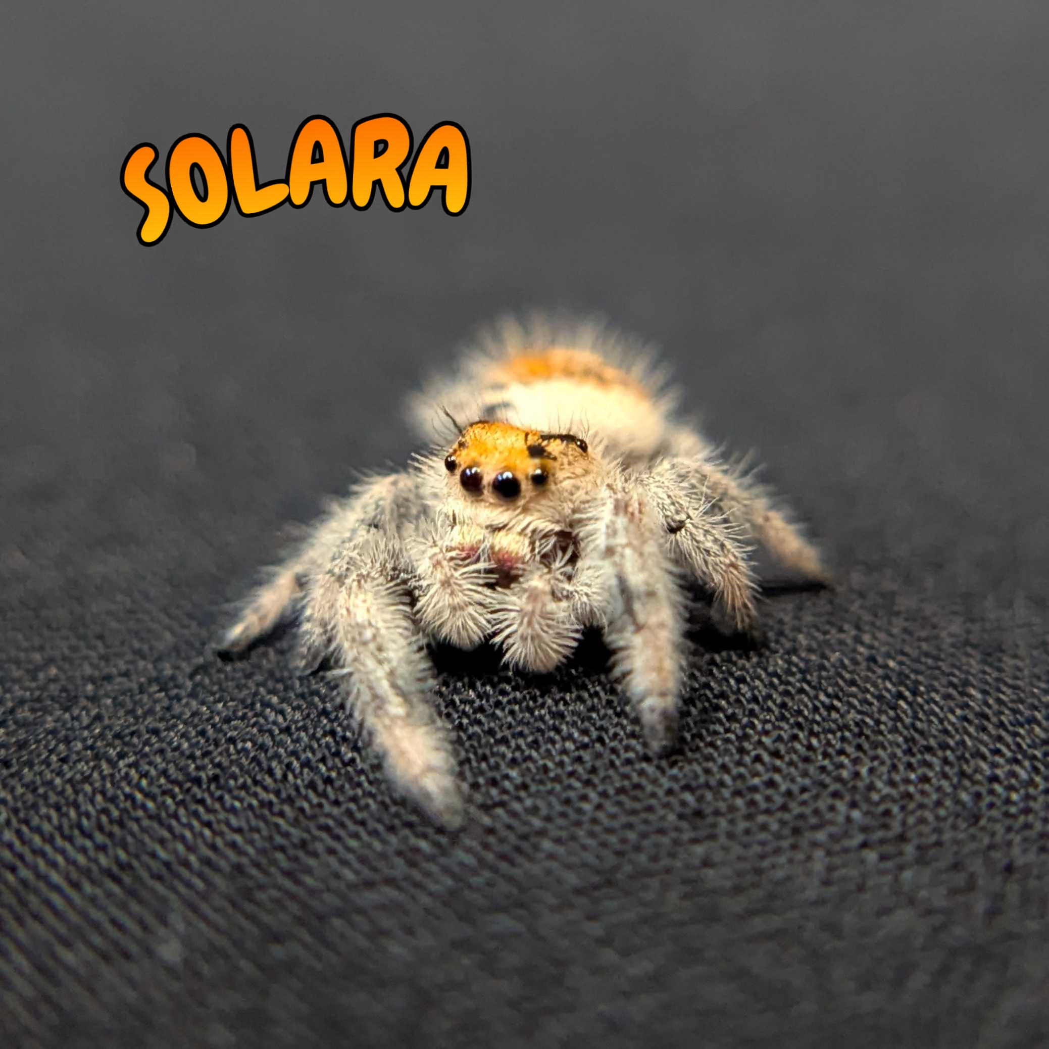 Regal Jumping Spider “Solara”