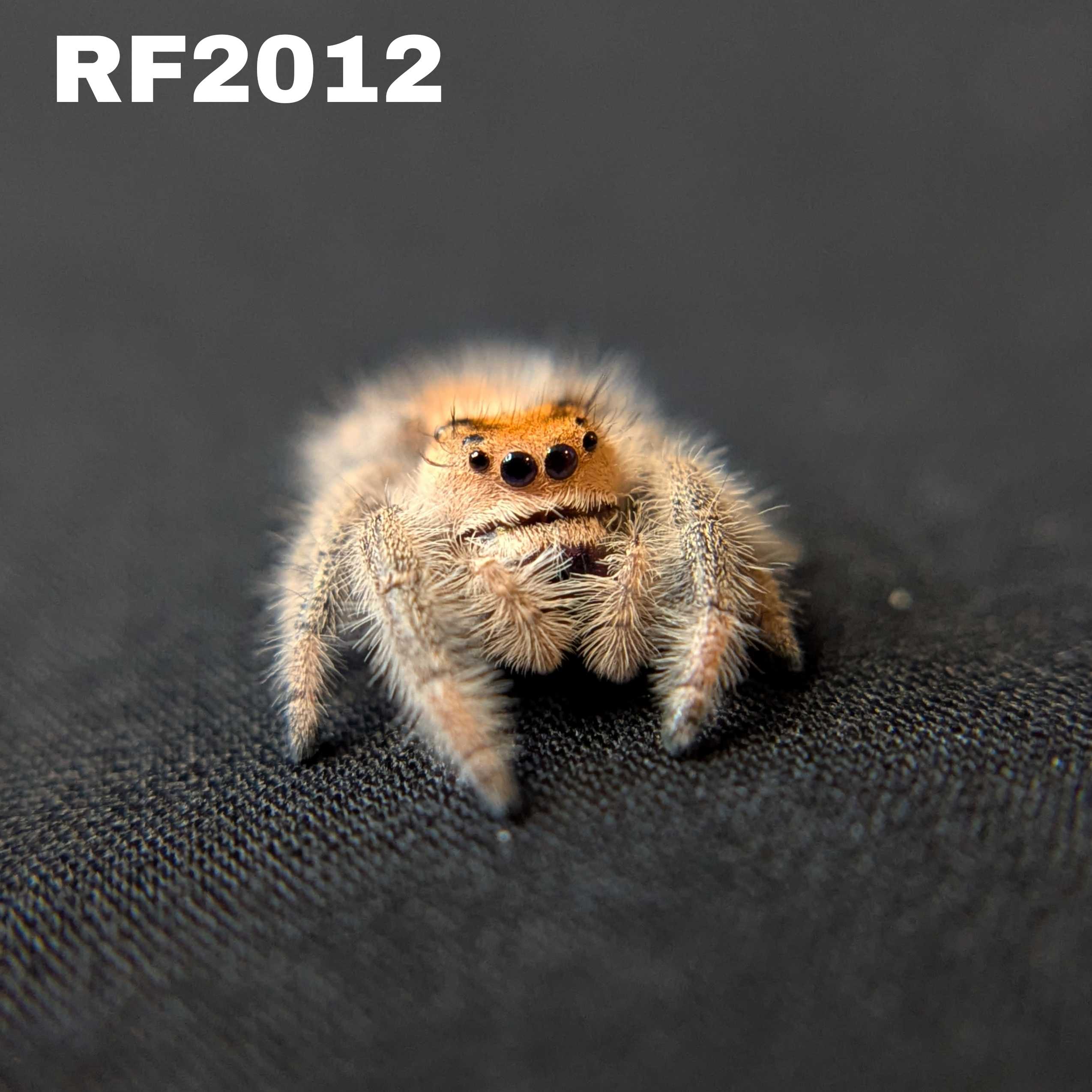 Regal Jumping Spider "Lilac"