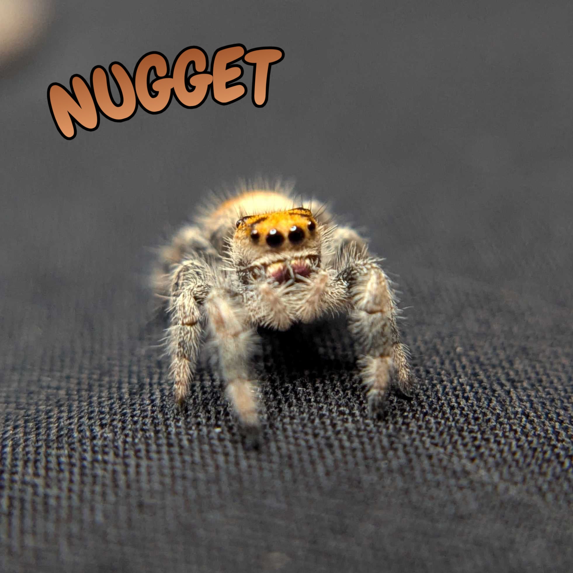 Regal Jumping Spider "Nugget"