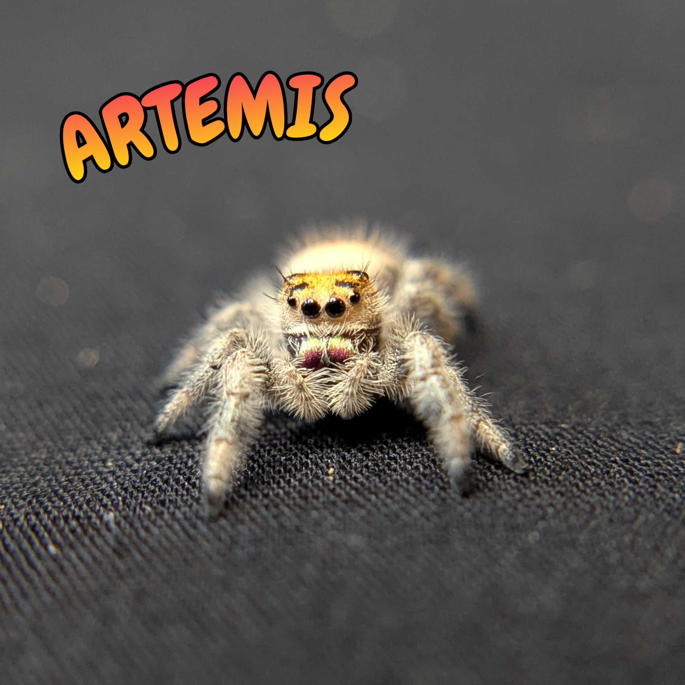 Regal Jumping Spider "Artemis"