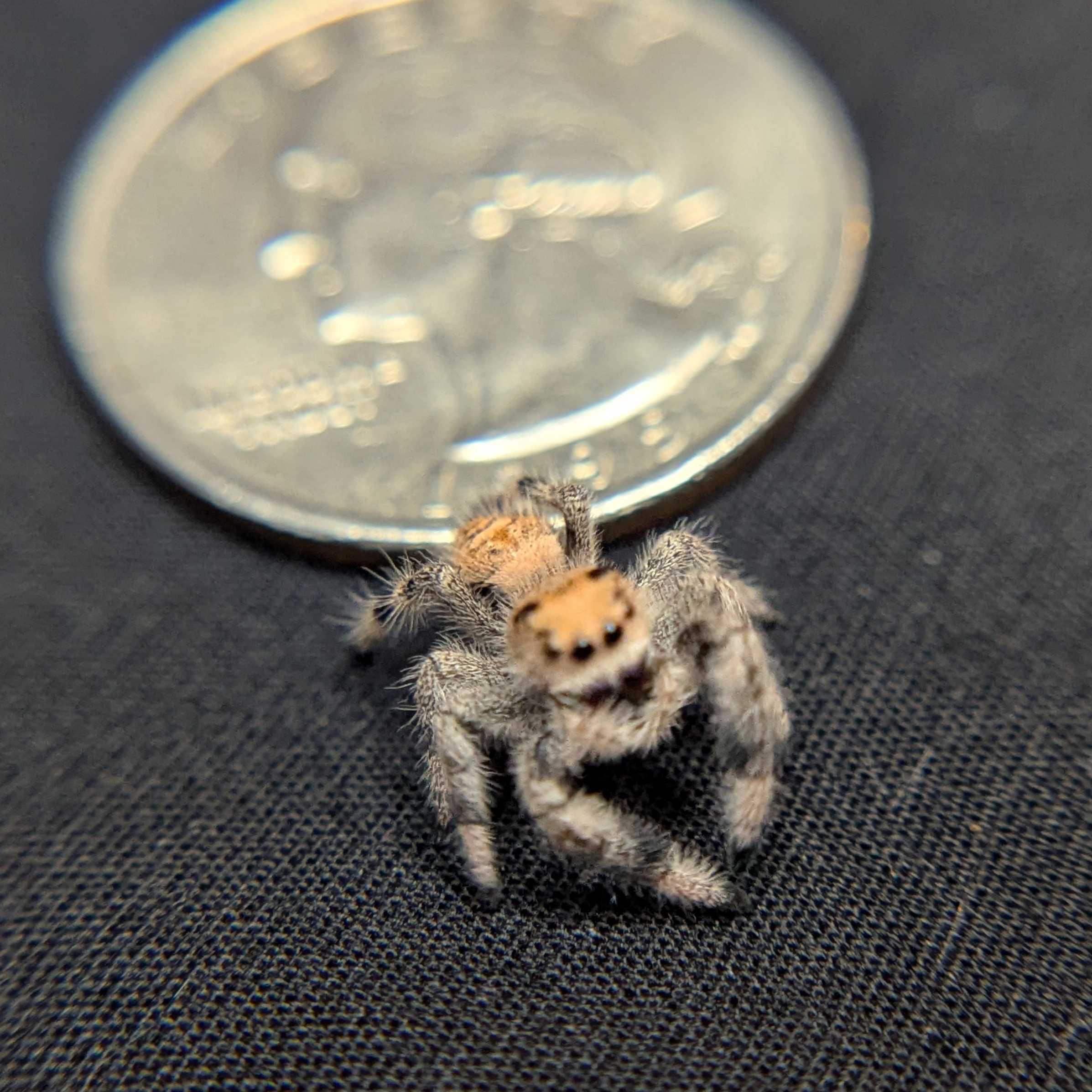 Regal Jumping Spider "Sandstorm"