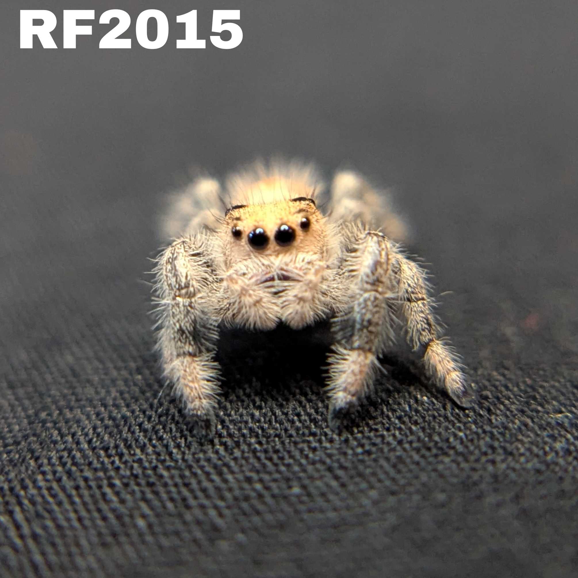 Regal Jumping Spider "Sandstorm"