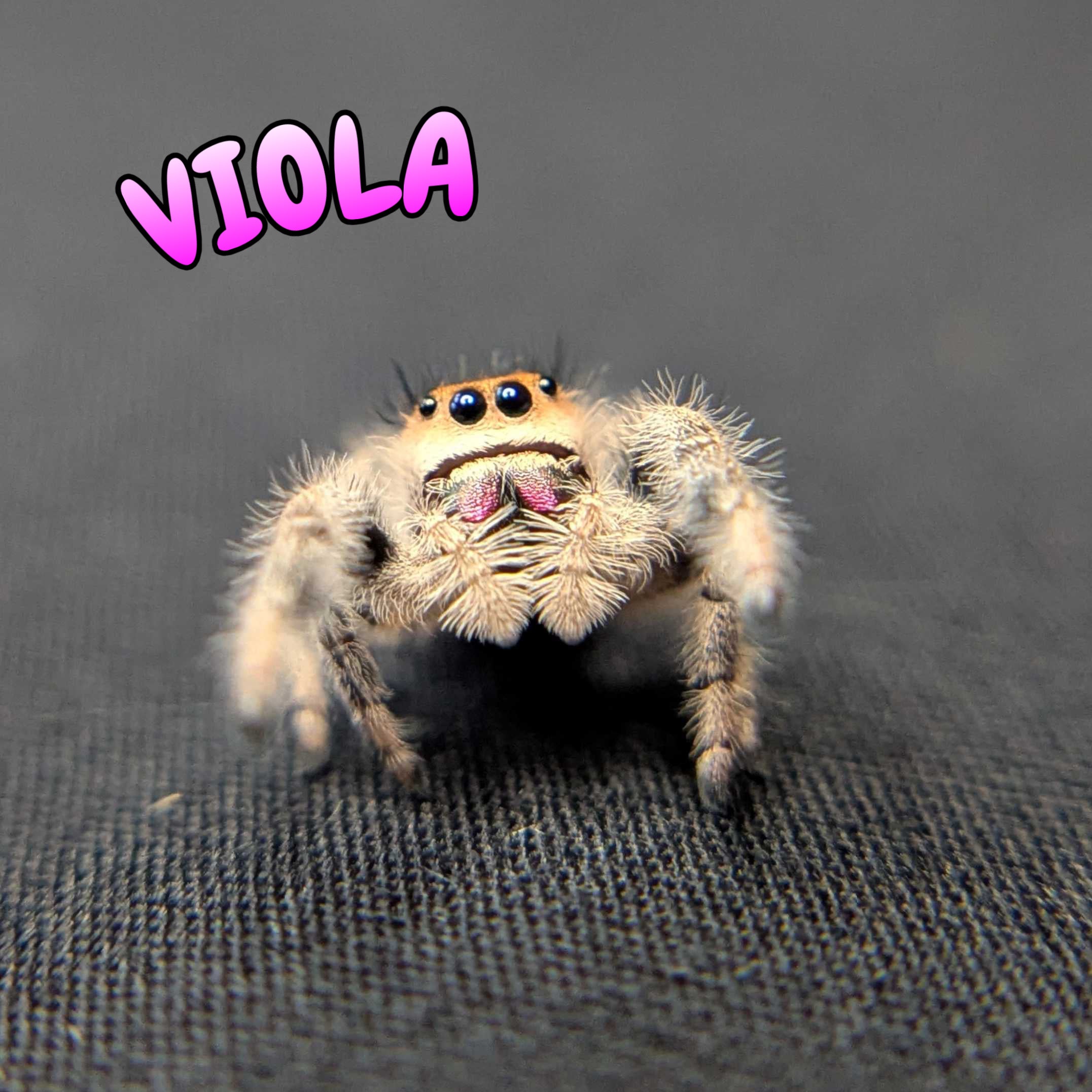 Regal Jumping Spider "Viola"